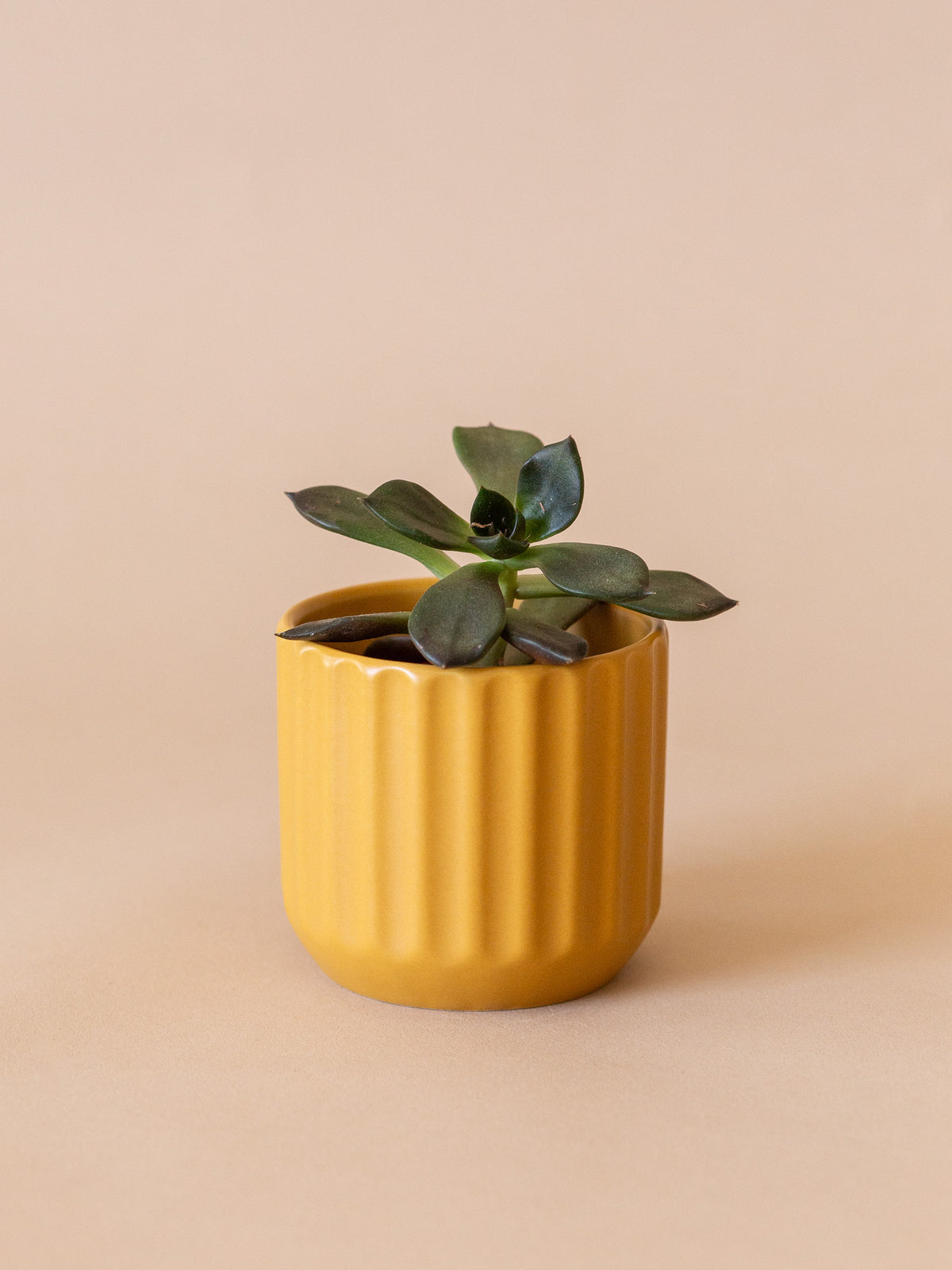 Beam Pot