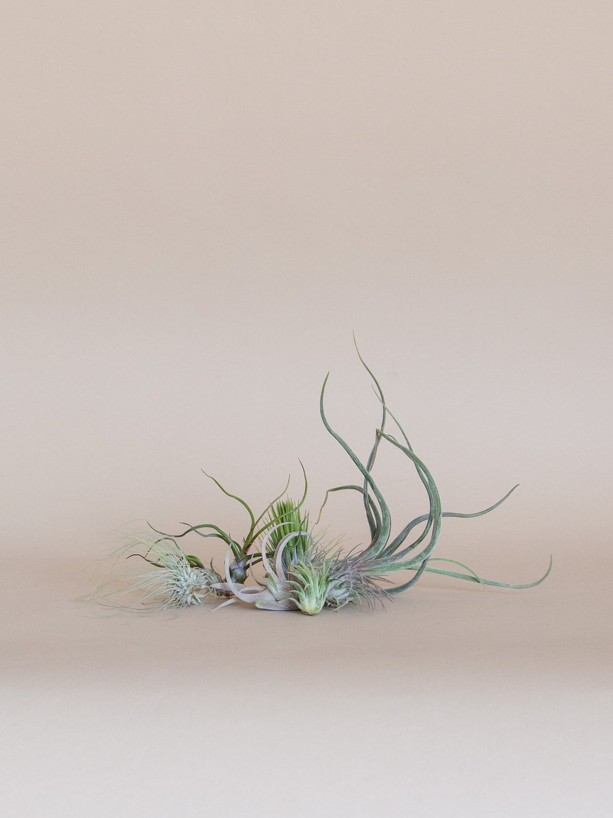 Air Plant