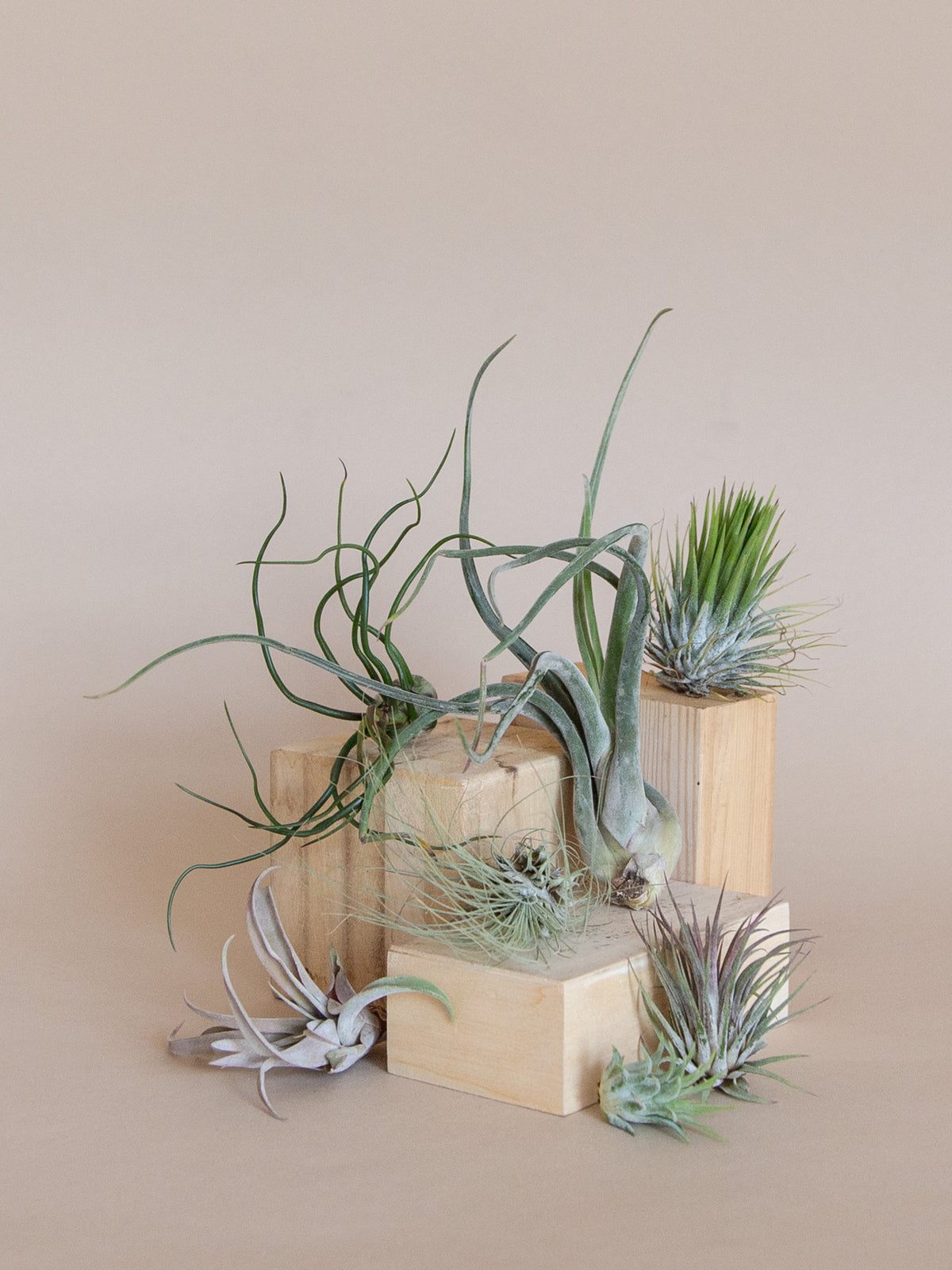 Air Plant