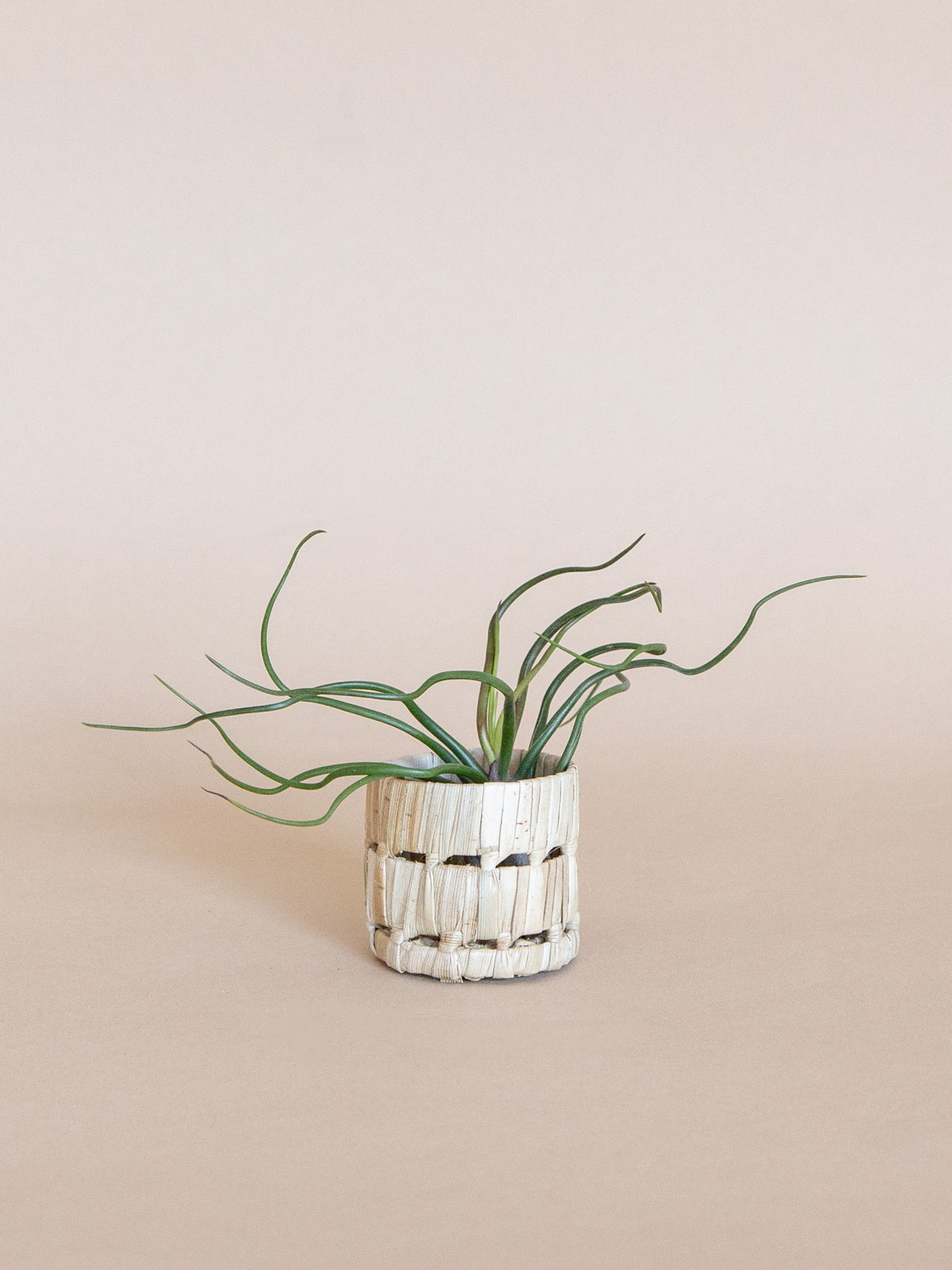 Pandan Air Plant Basket