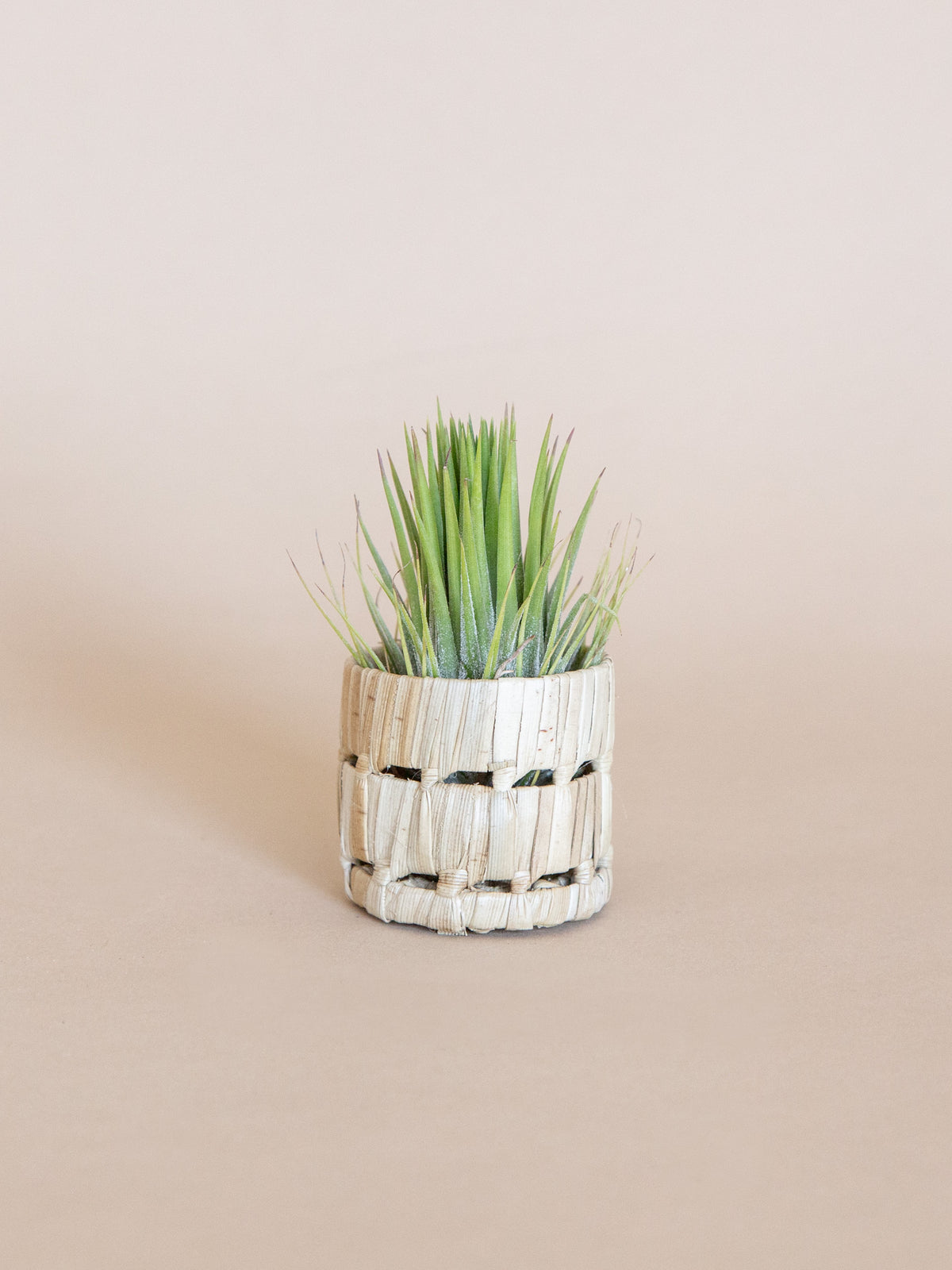 Pandan Air Plant Basket