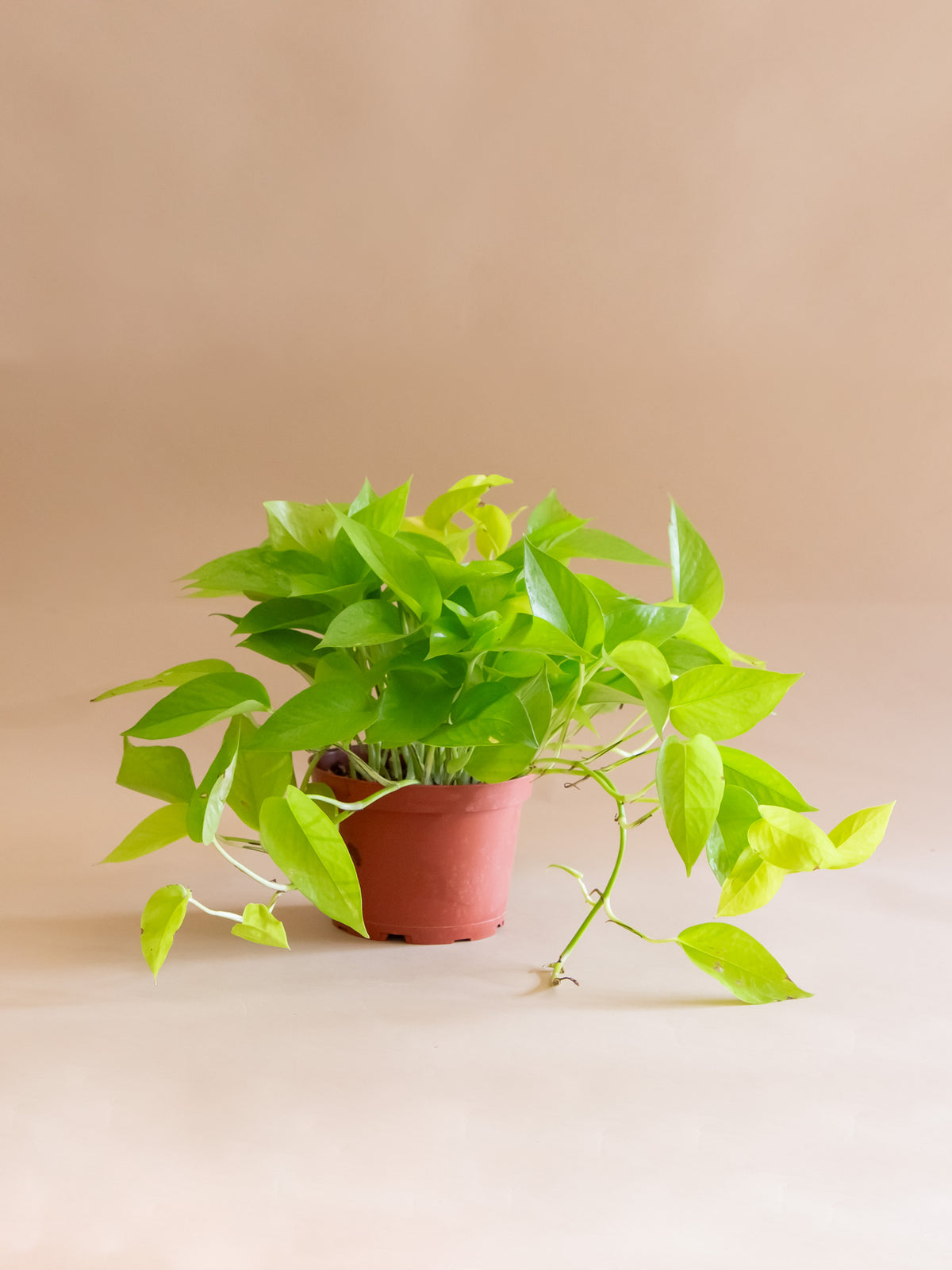 Epipremnum aureum 'Neon'