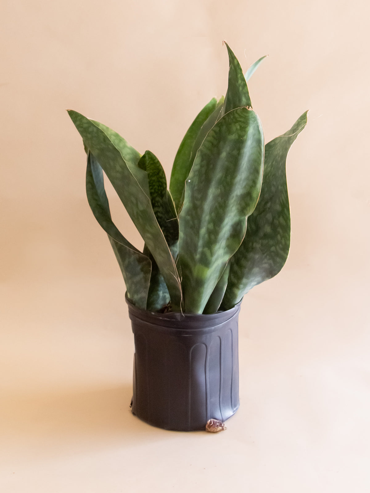 Sansevieria masoniana 'Whale Fin'