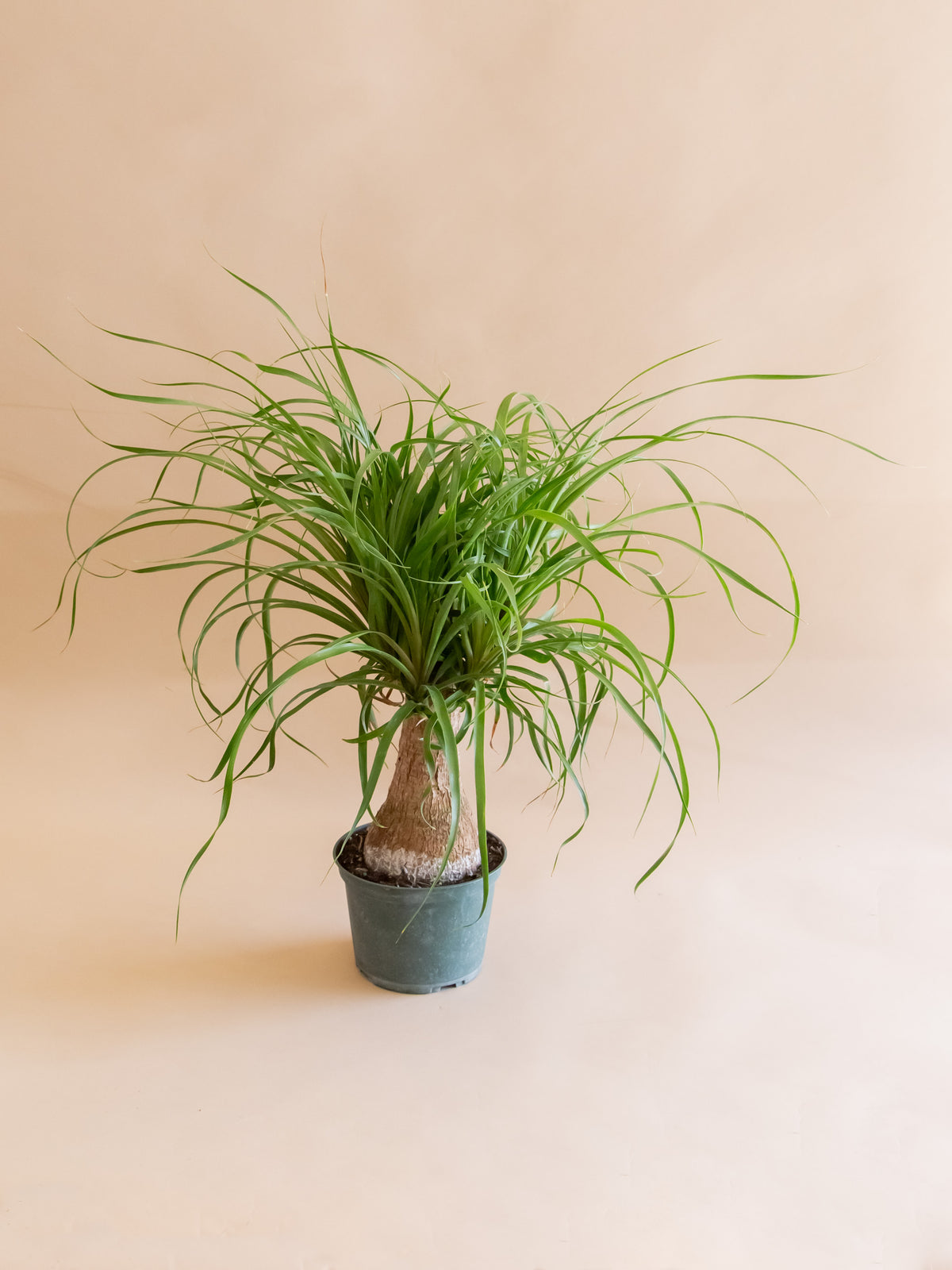 Beaucarnea Ponytail / Ponytail Palm