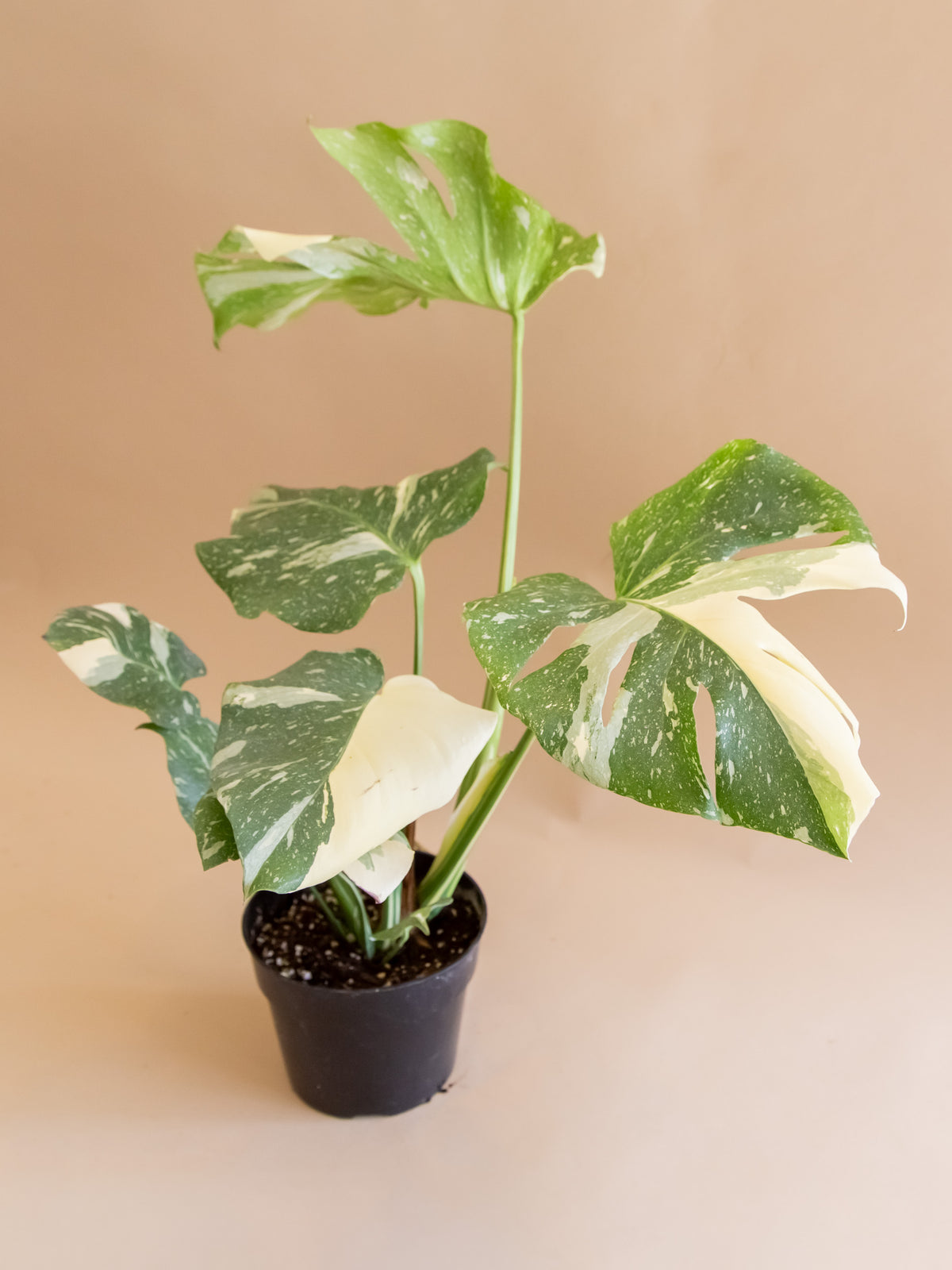 Monstera deliciosa 'Thai Constellation'