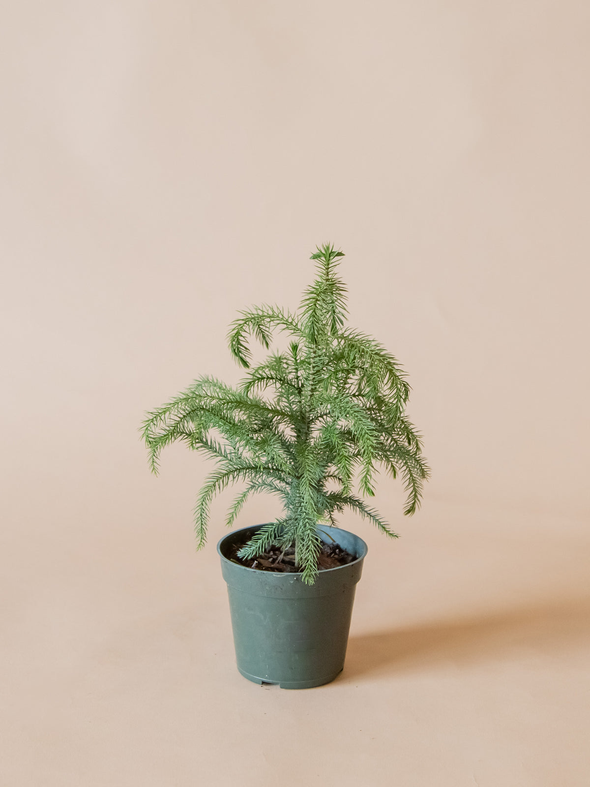 Norfolk Island Pine