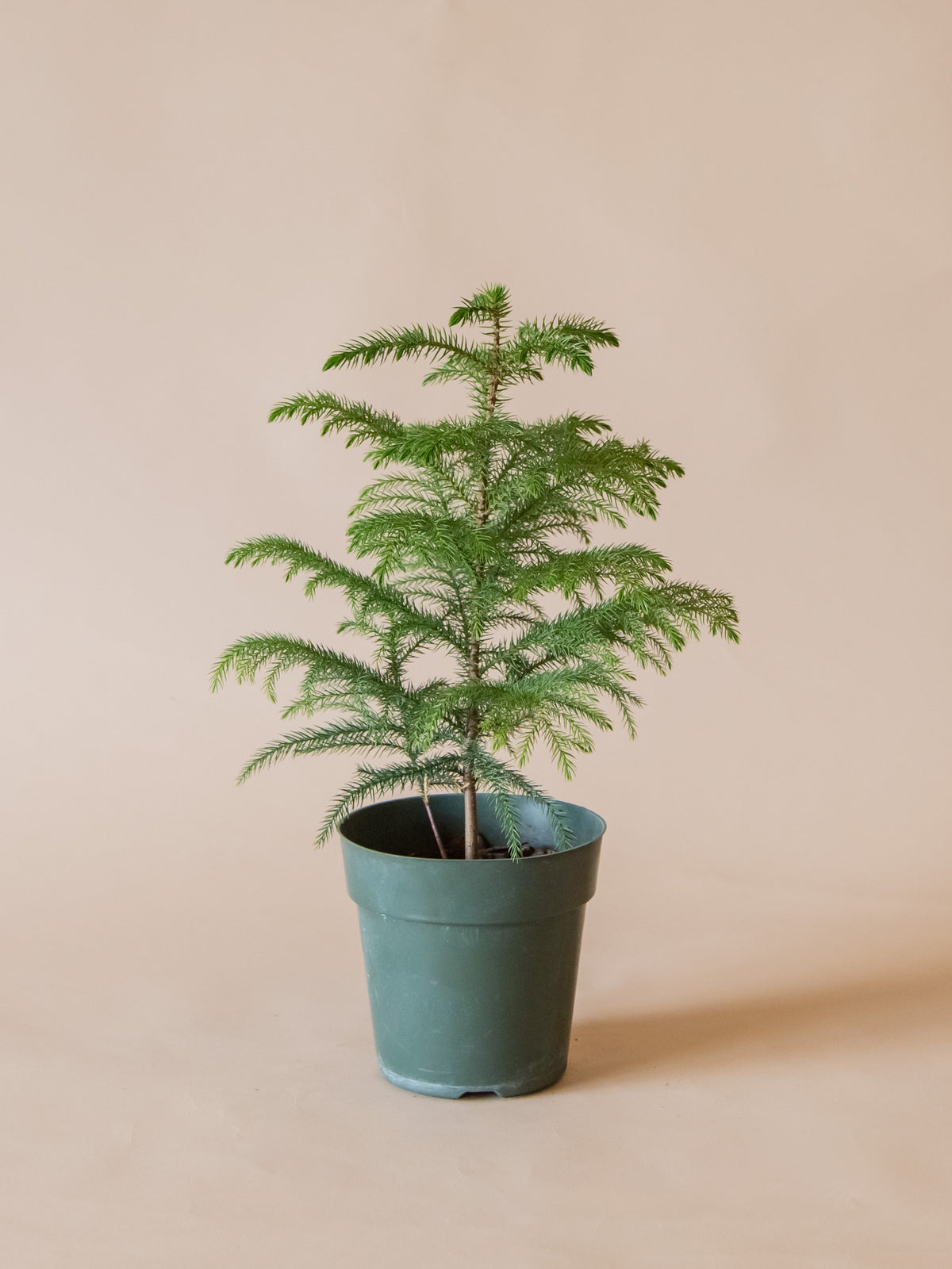 Norfolk Island Pine