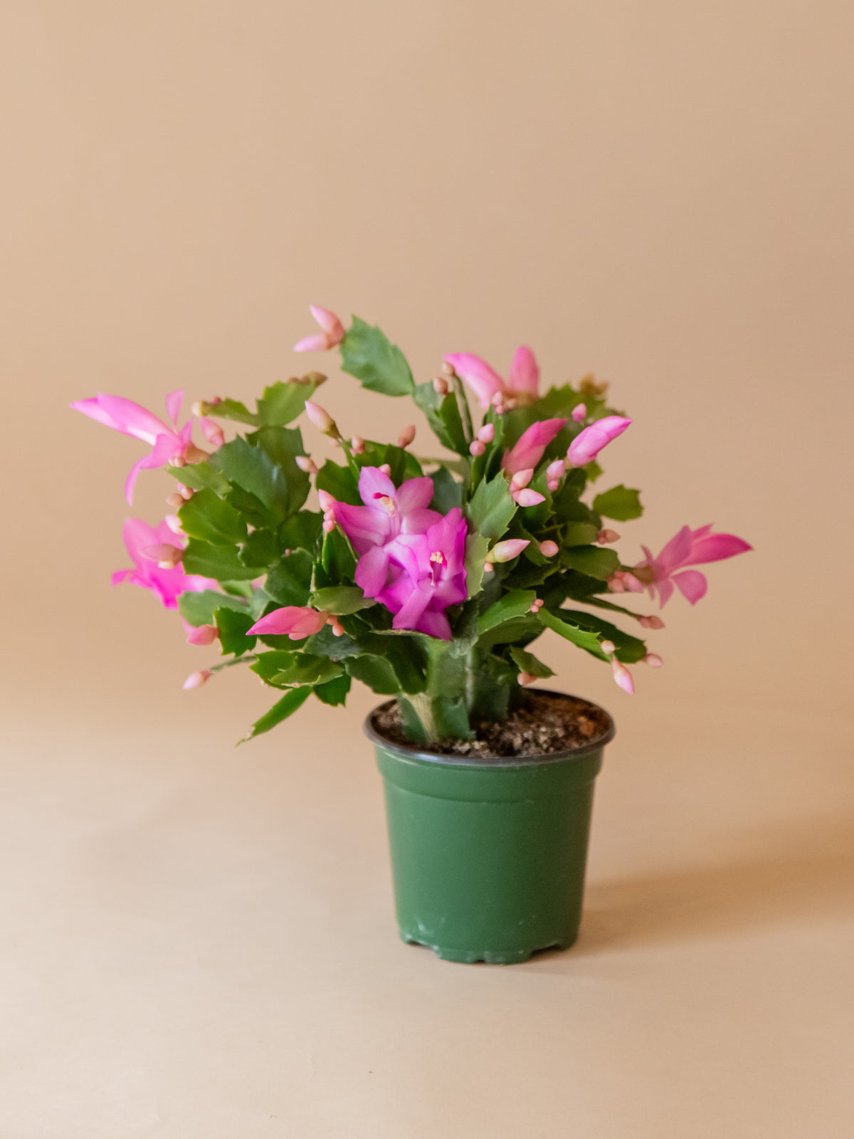 Christmas Cactus