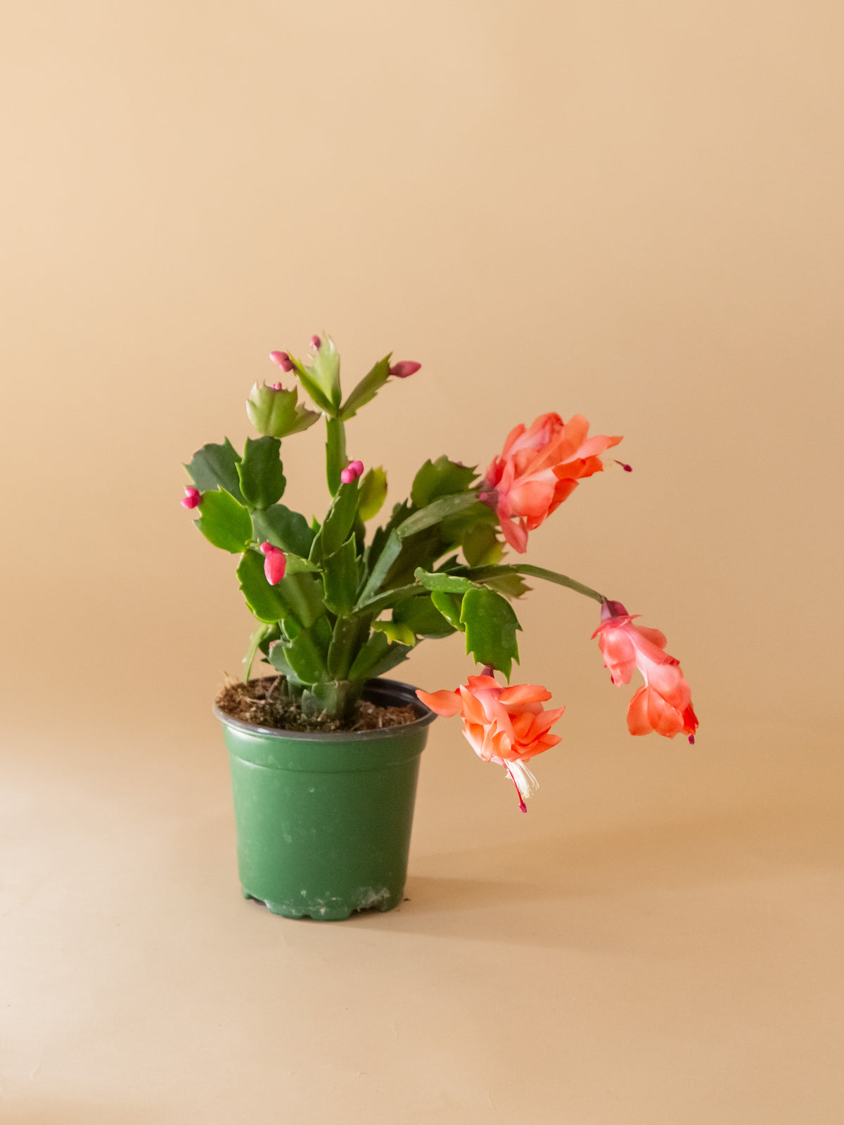 Christmas Cactus