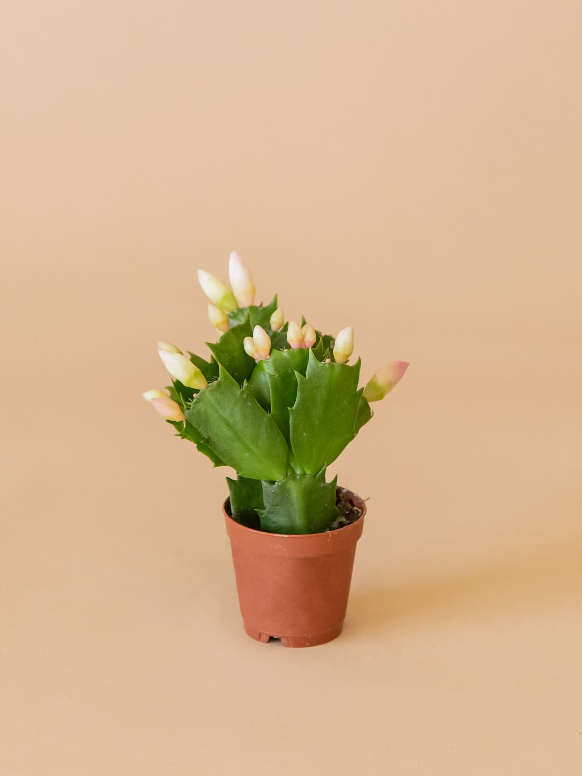 Christmas Cactus