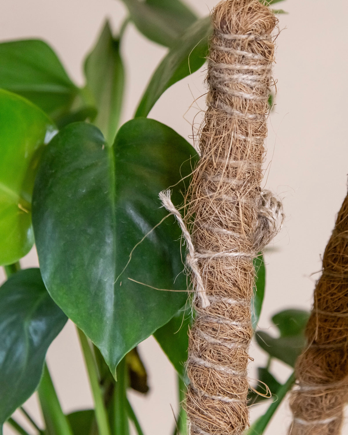 Bendable Coco Coir Climbing Plant Pole