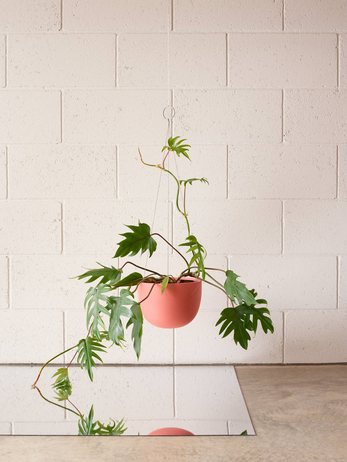 CLIFTON Hanging Plant Pot MEDIUM