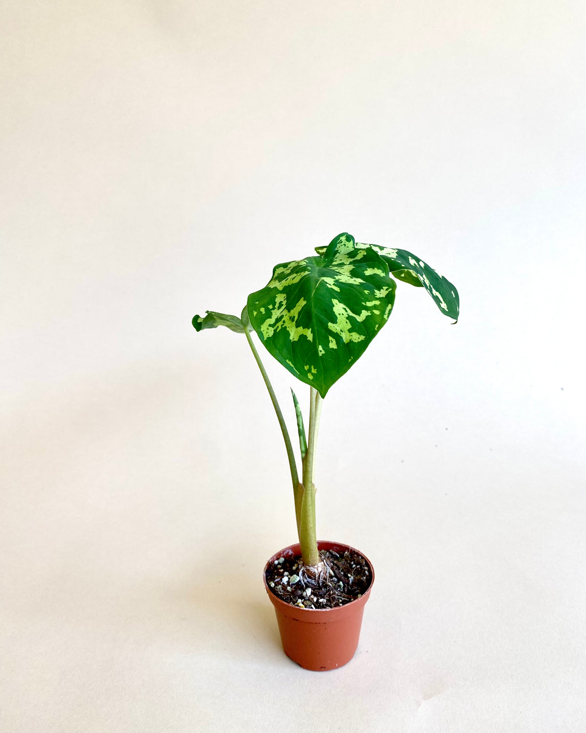 Caladium Praetermissum 'Hilo Beauty"