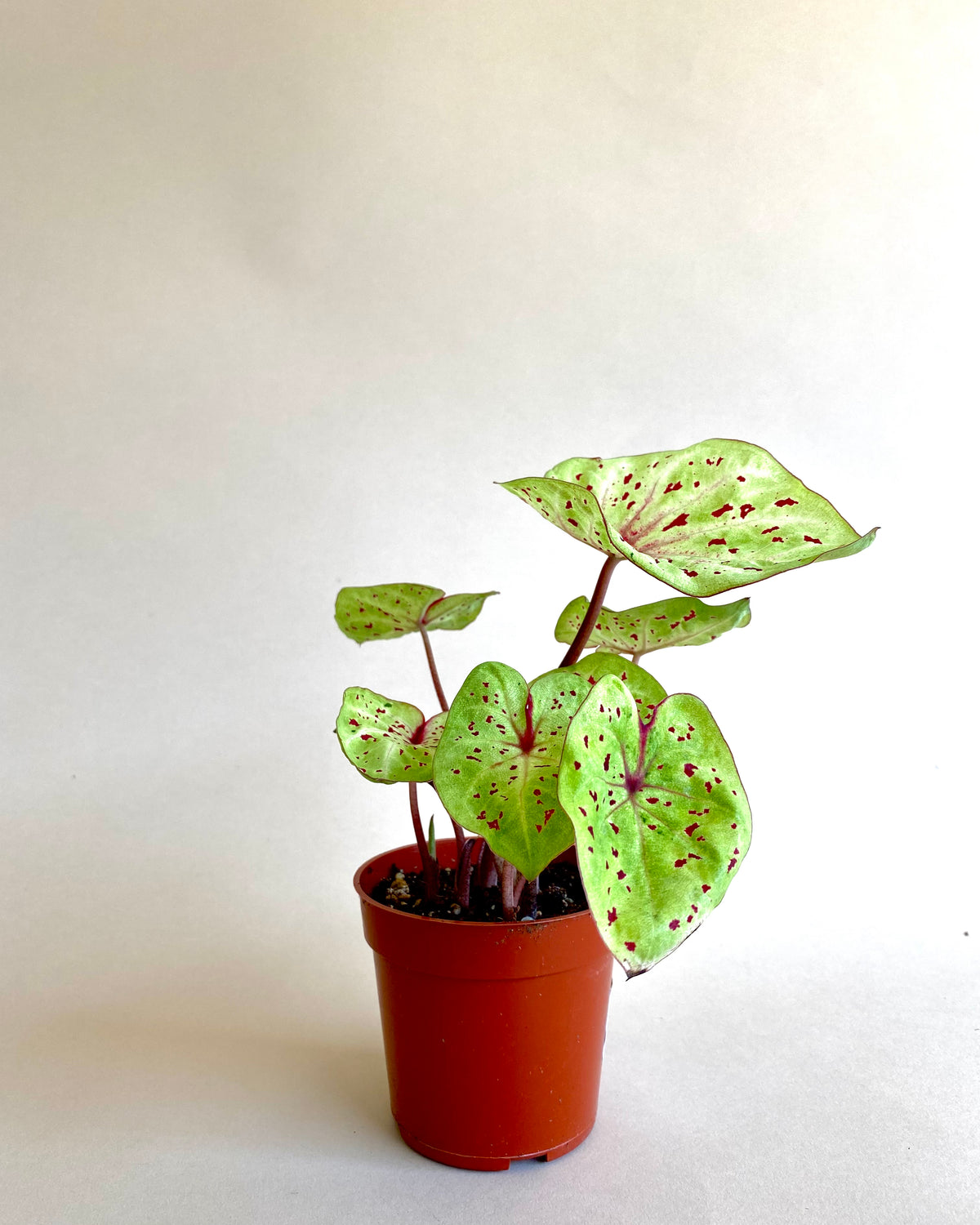 Caladium 'Gingerland'