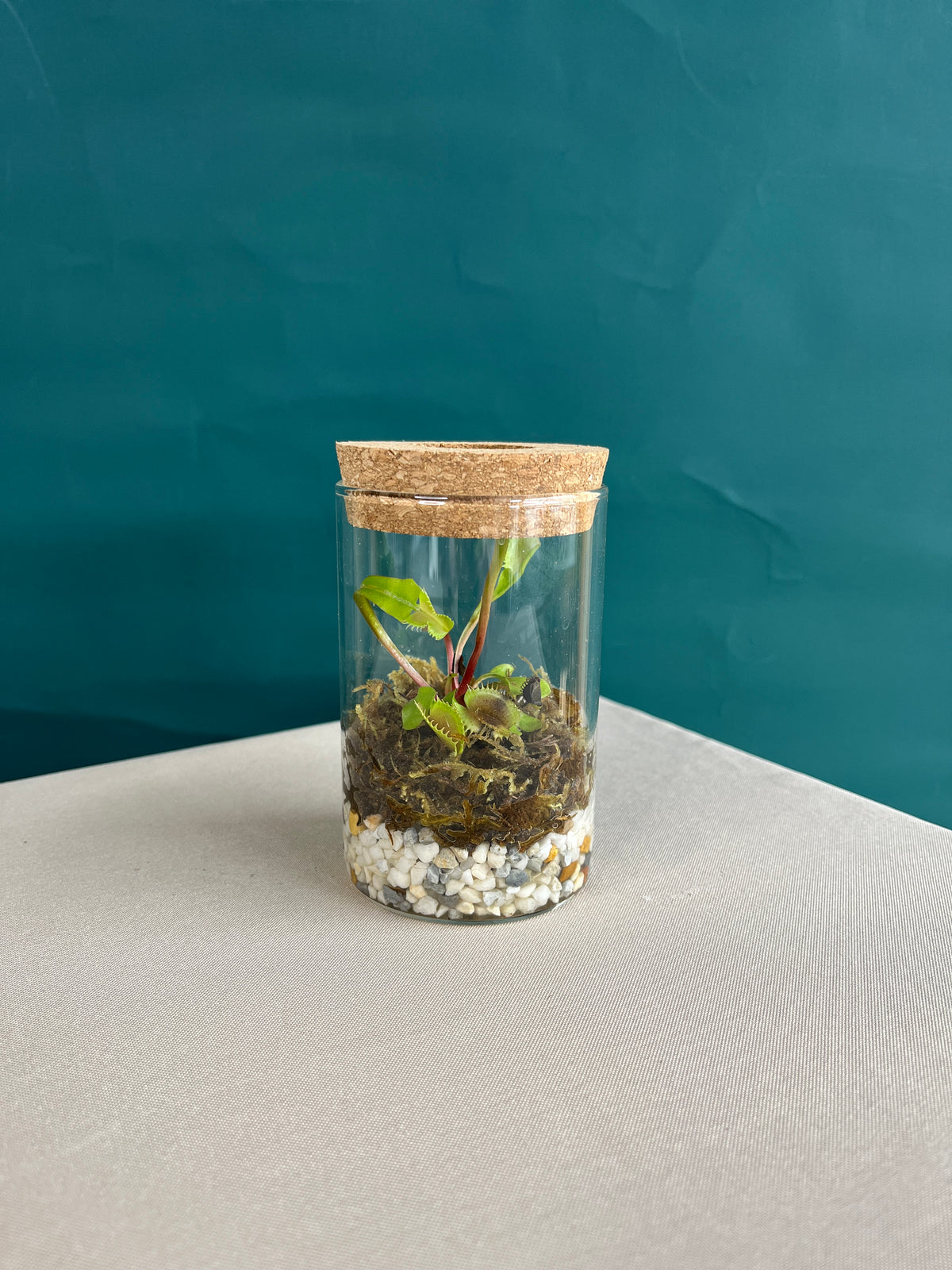 Venus Fly Trap Terrarium