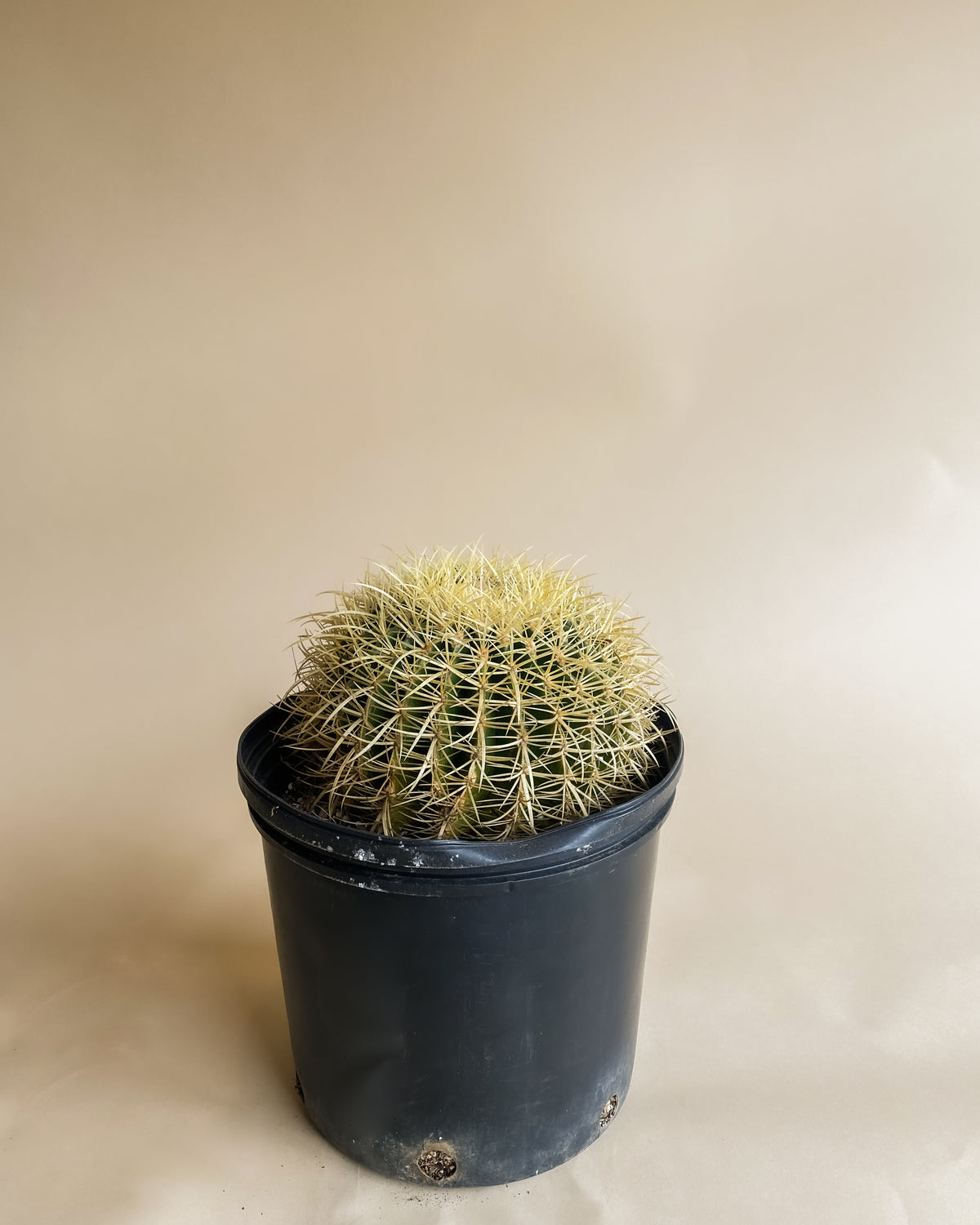 Golden Barrel Cactus