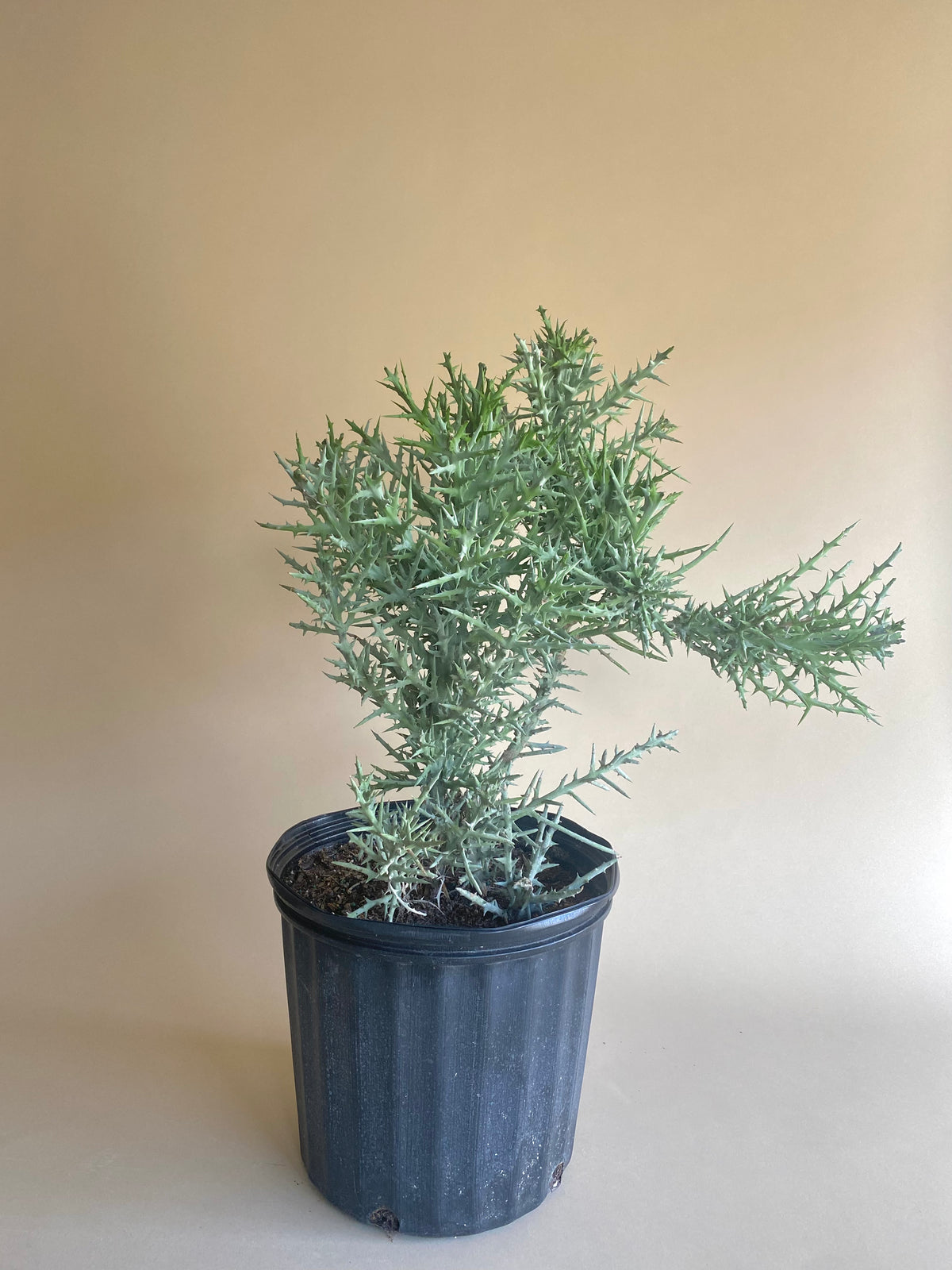 Euphorbia Stenoclada (Spurge Silver Thicket)