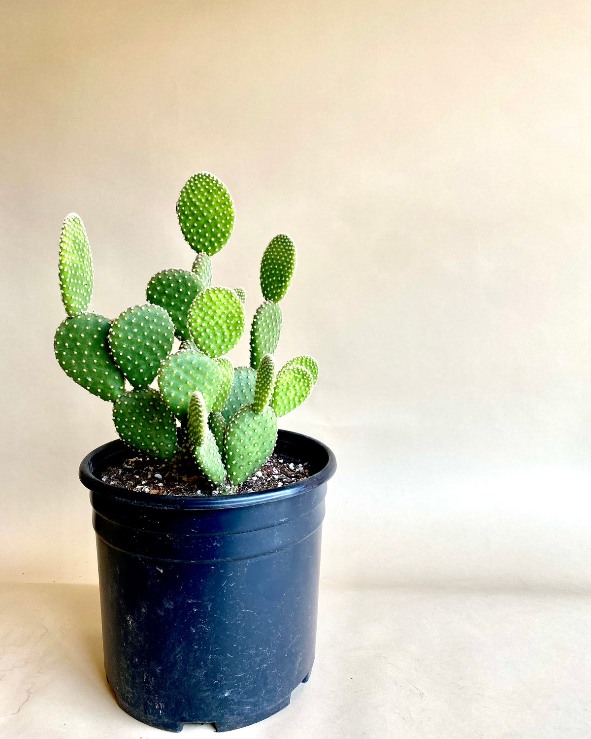 Opuntia Microdasys - Bunny Ear Cactus