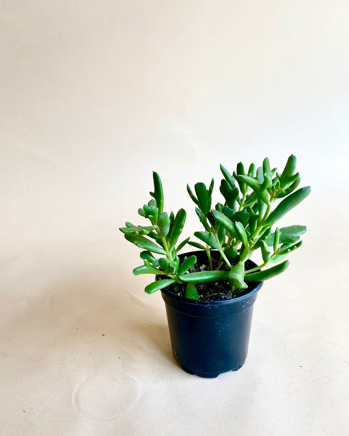 Cotyledon orbiculata 'Dancing Queen'