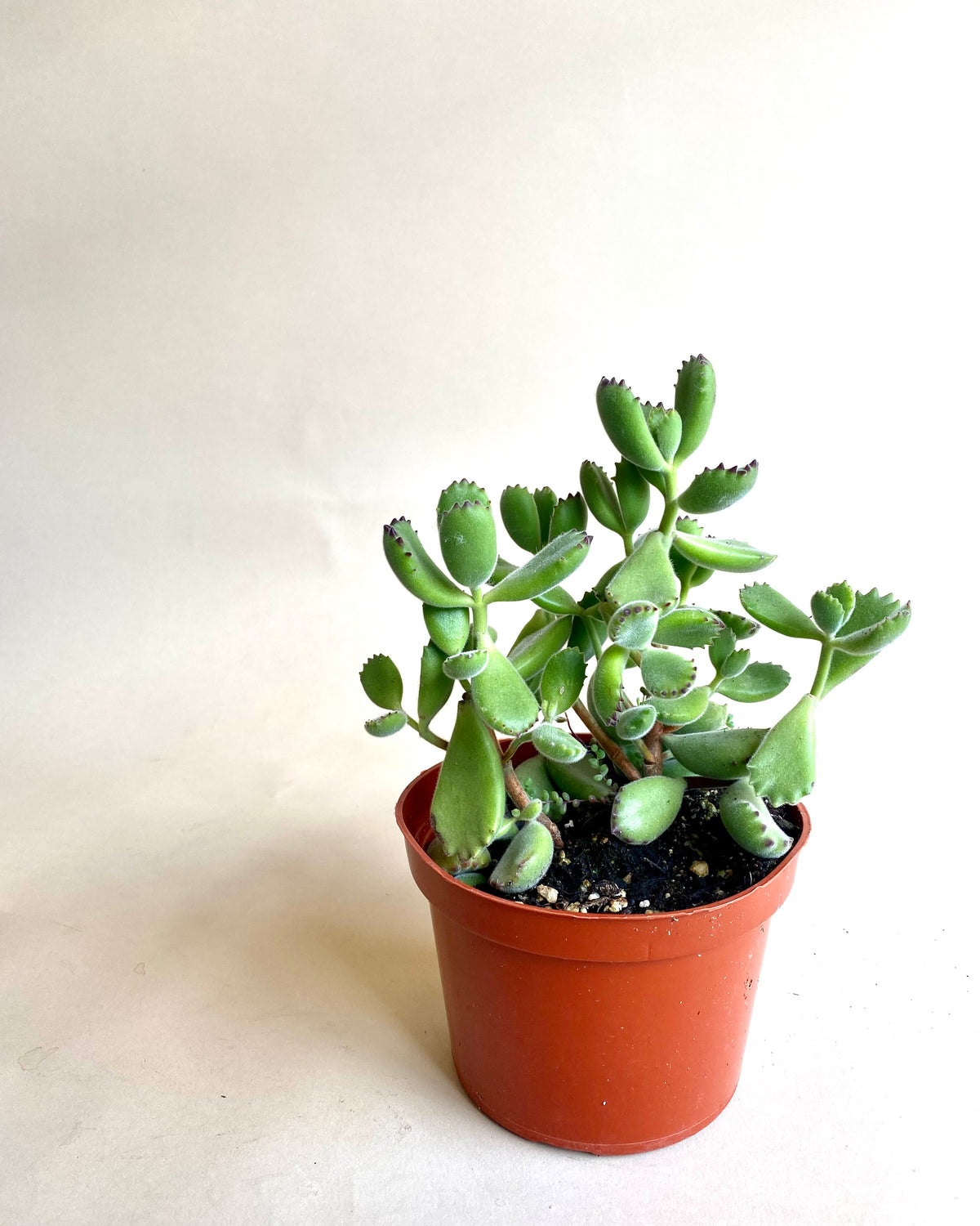 Cotyledon tomentosa 'Bear Paw'