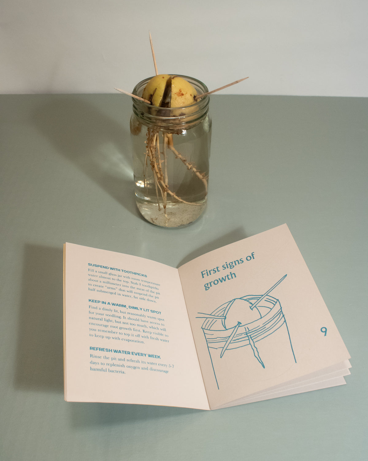 Pit to Plant: Indoor Avocado Gardening zine