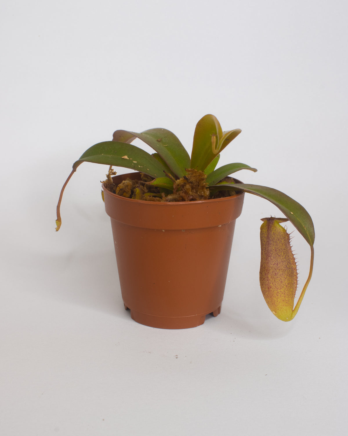 Nepenthes Pitcher Plant