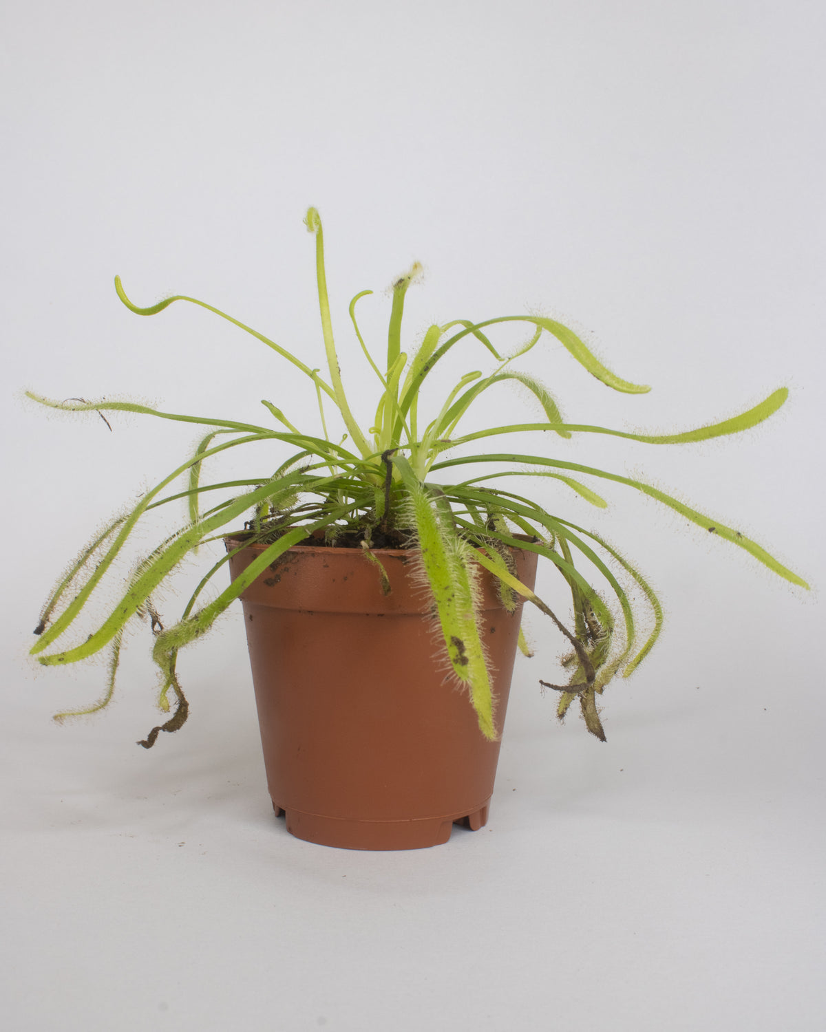 Drosera capensis