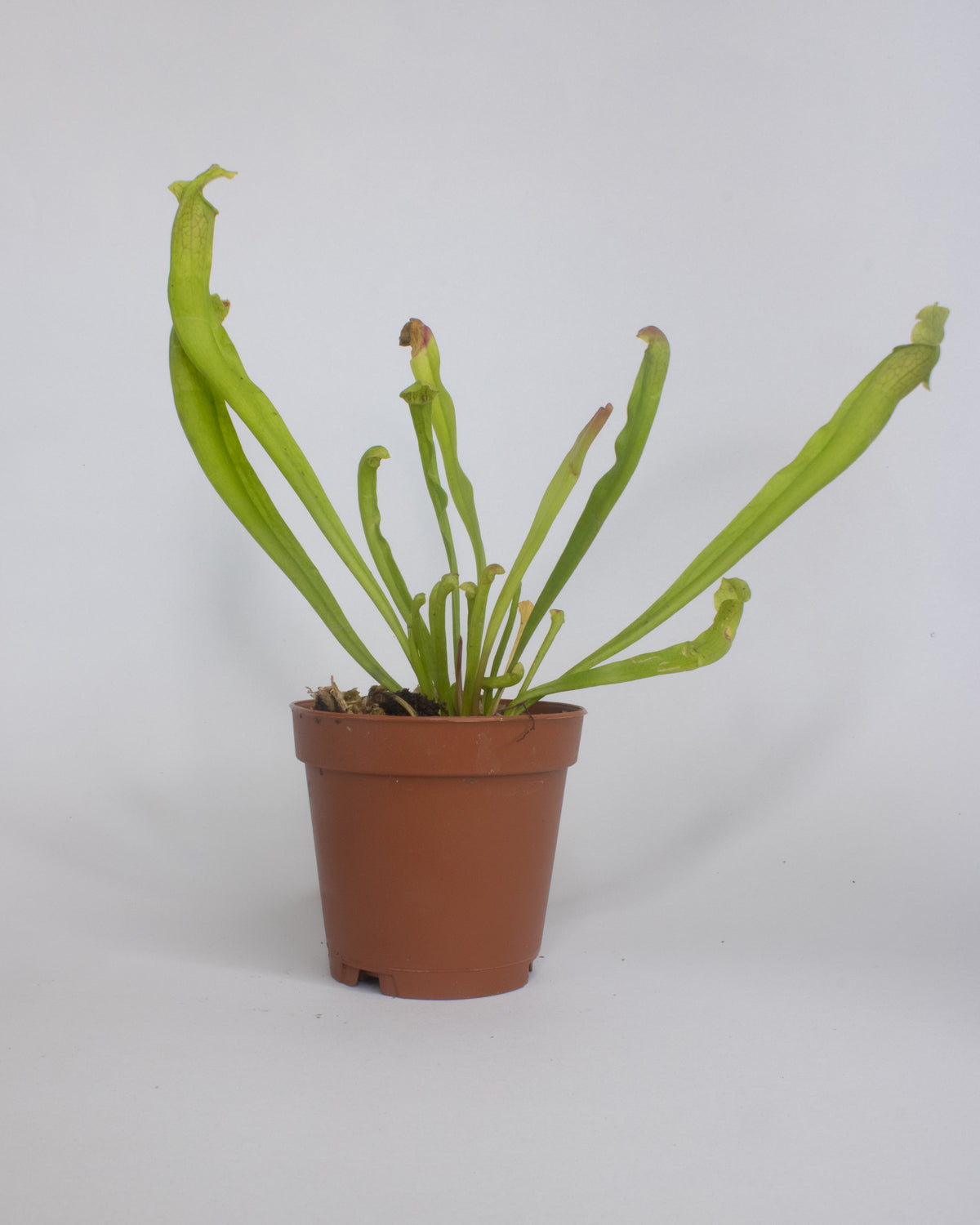 Sarracenia Pitcher Plant