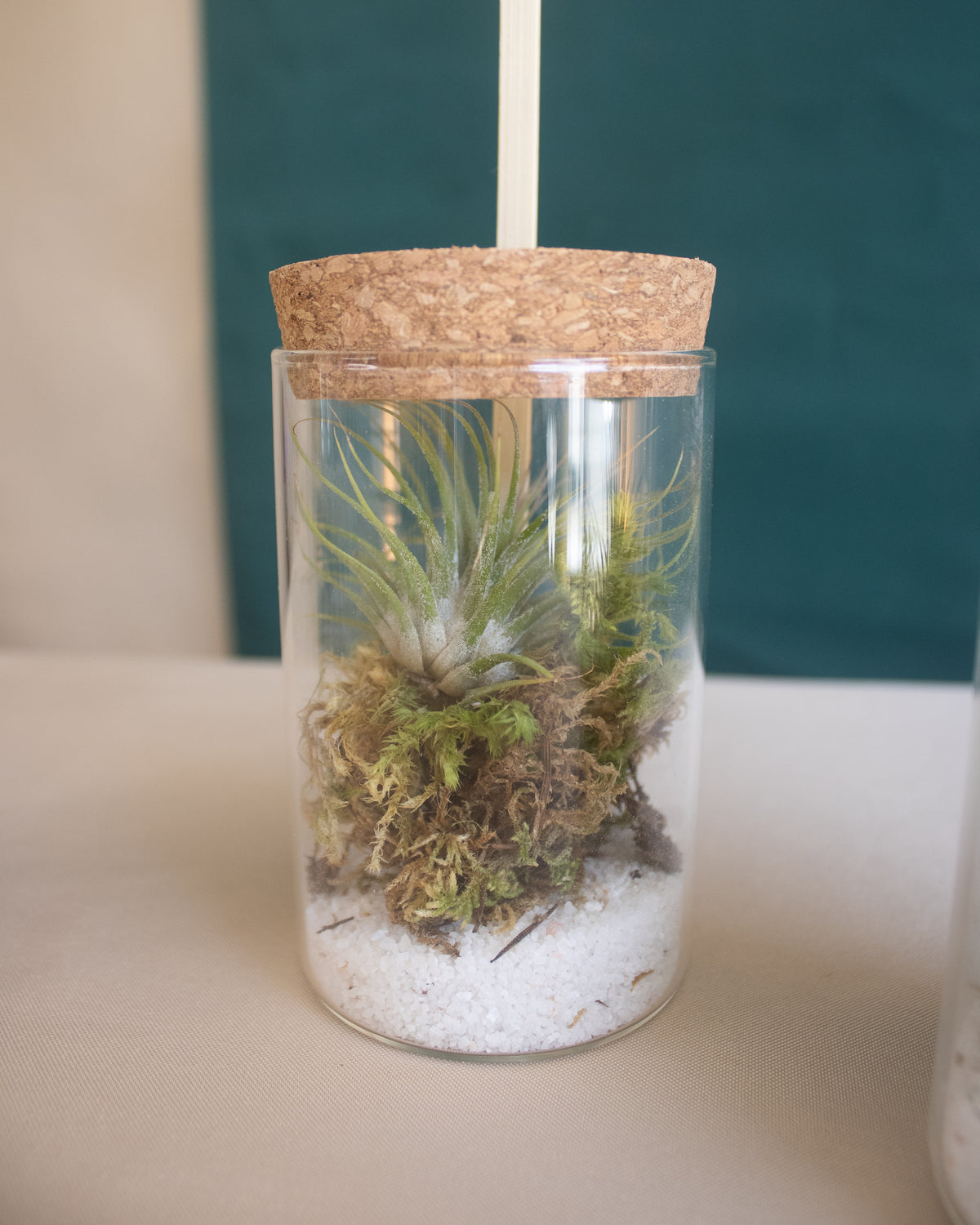 Cork Topped Mini Terrarium