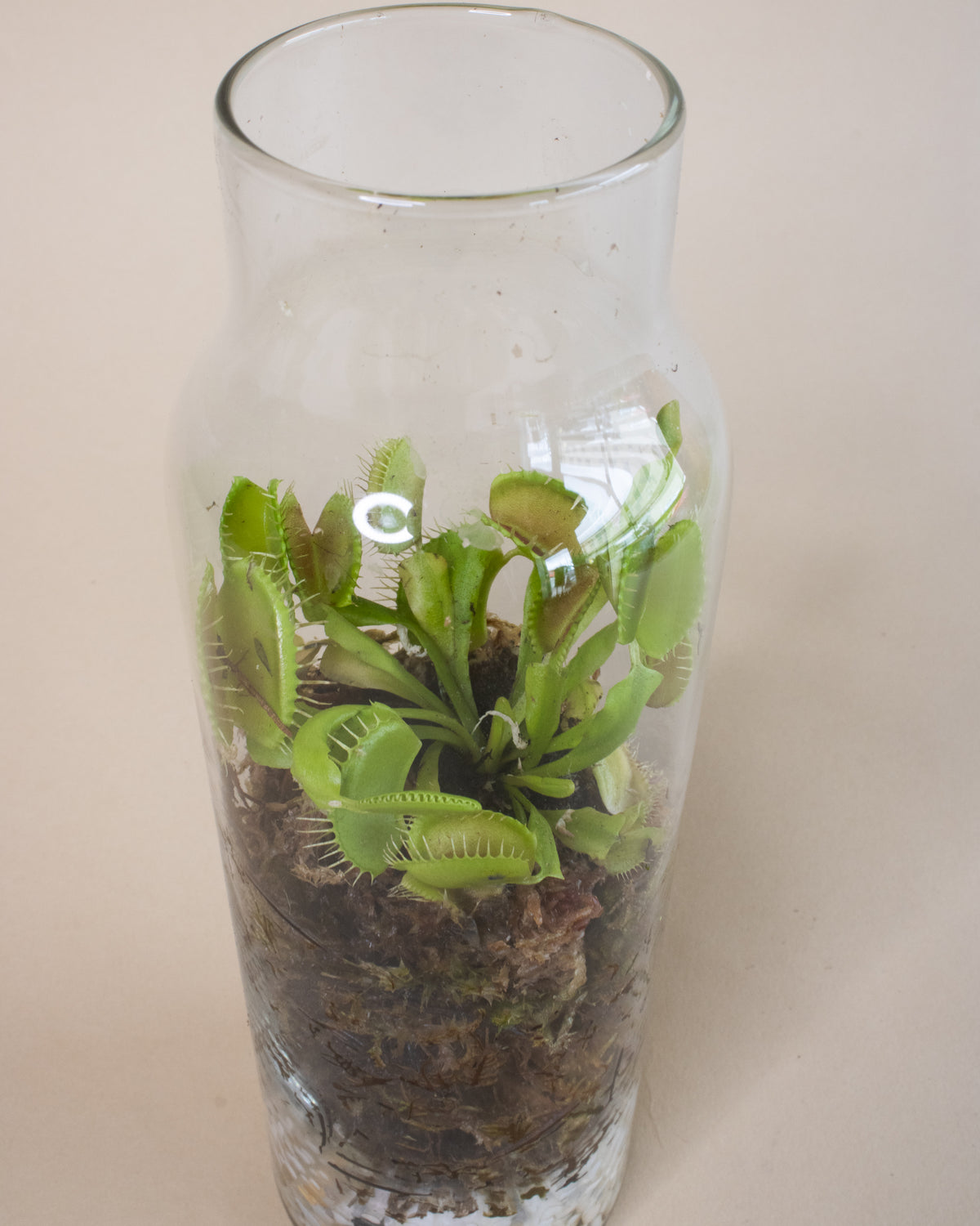 Venus Fly Trap Terrarium