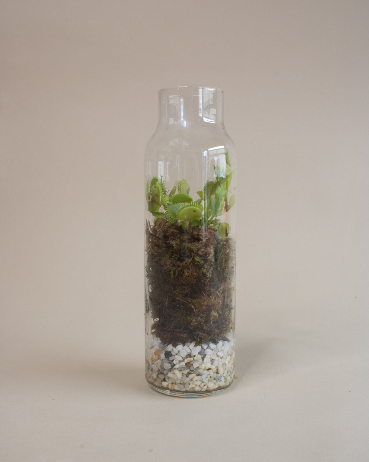 Venus Fly Trap Terrarium