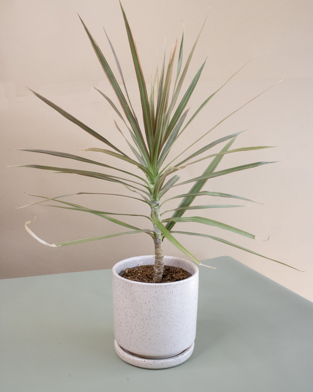 Dragon Tree (Dracaena marginata)