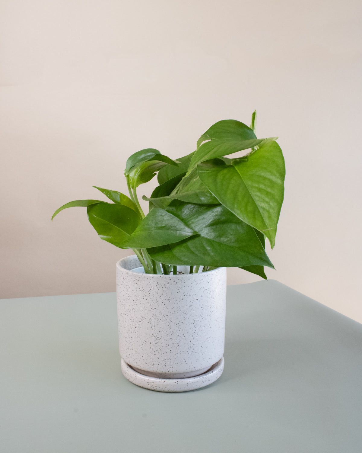 Air Purifying Plant