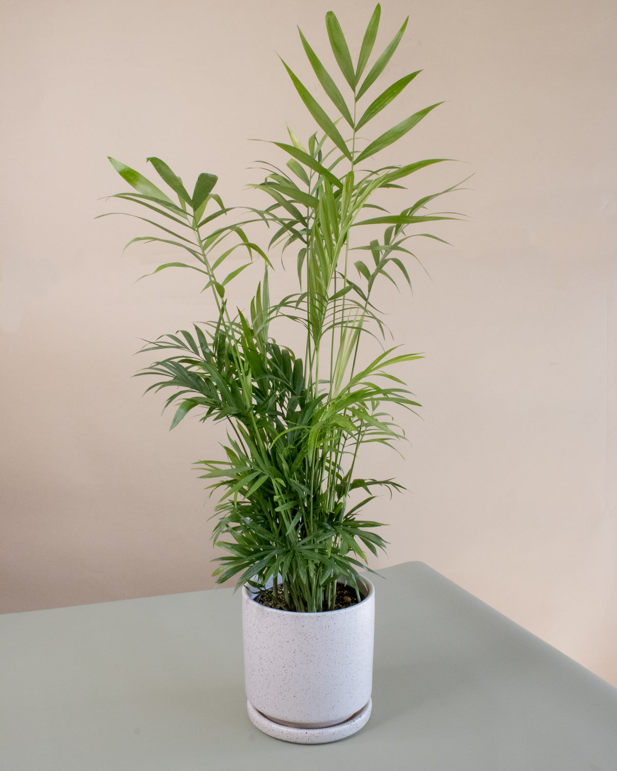 Air Purifying Plant