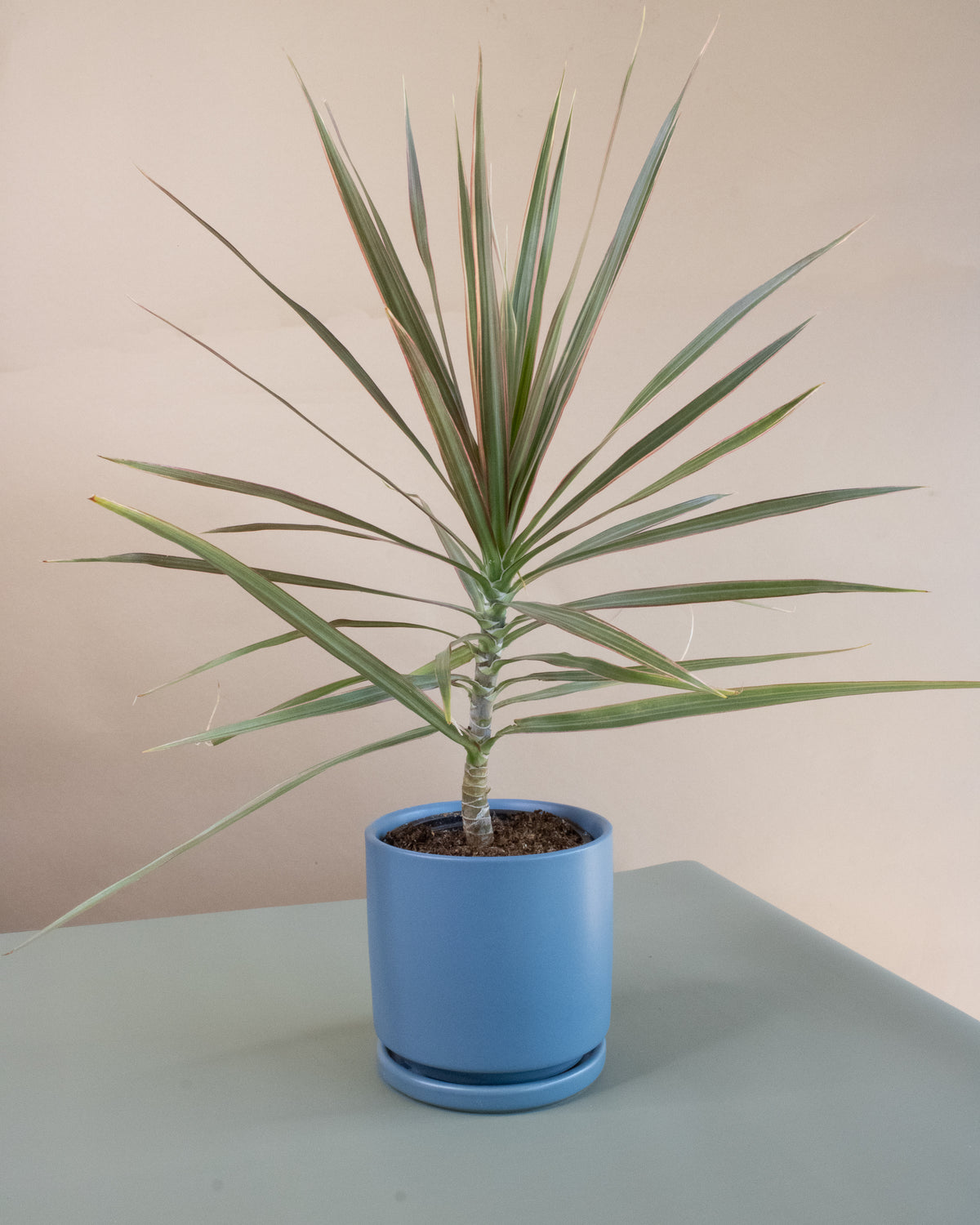 Dragon Tree (Dracaena marginata)