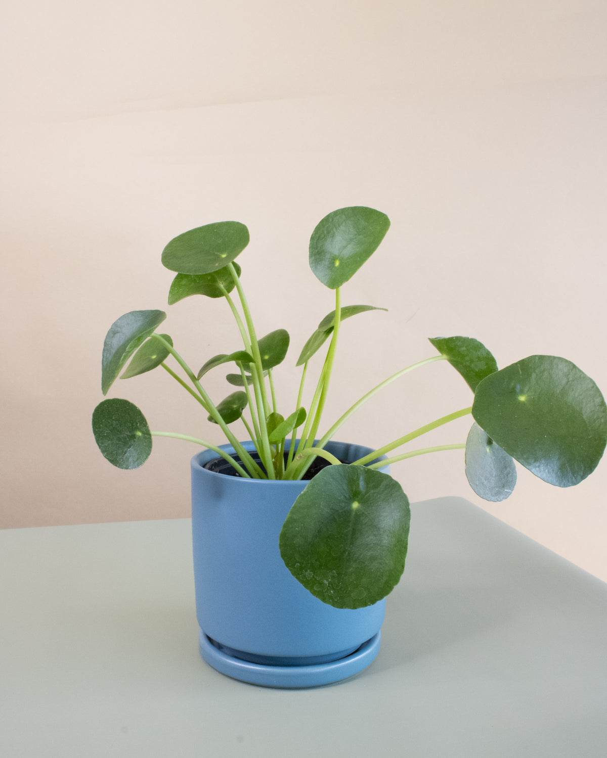 Friendship Plant (Pilea peperomioides)