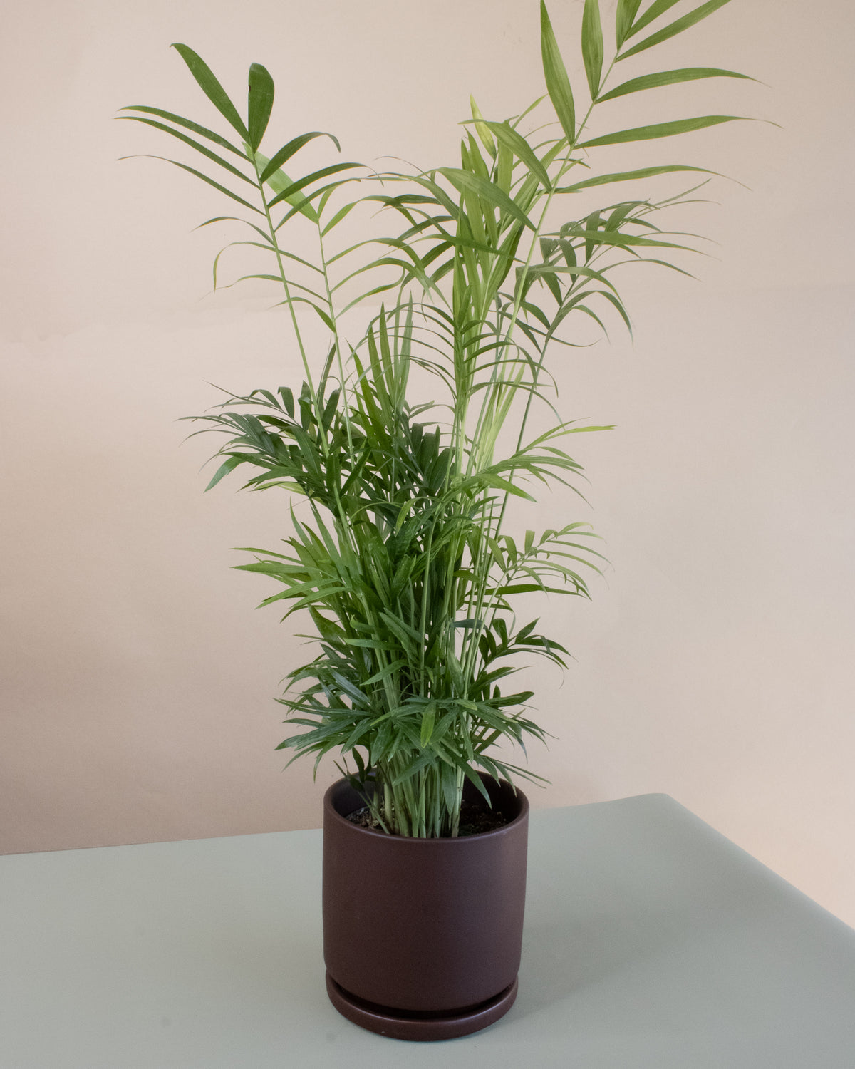 Air Purifying Plant