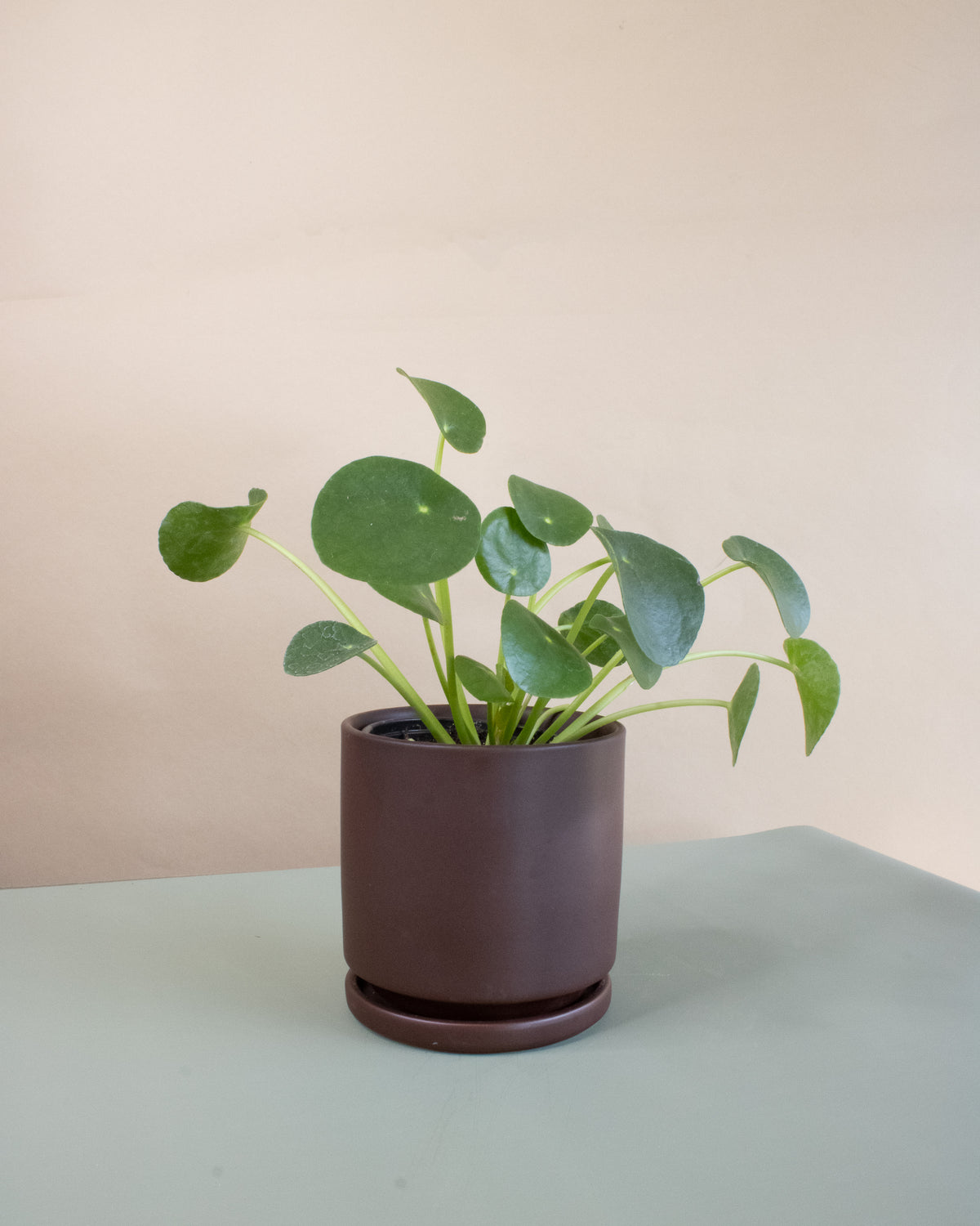 Friendship Plant (Pilea peperomioides)