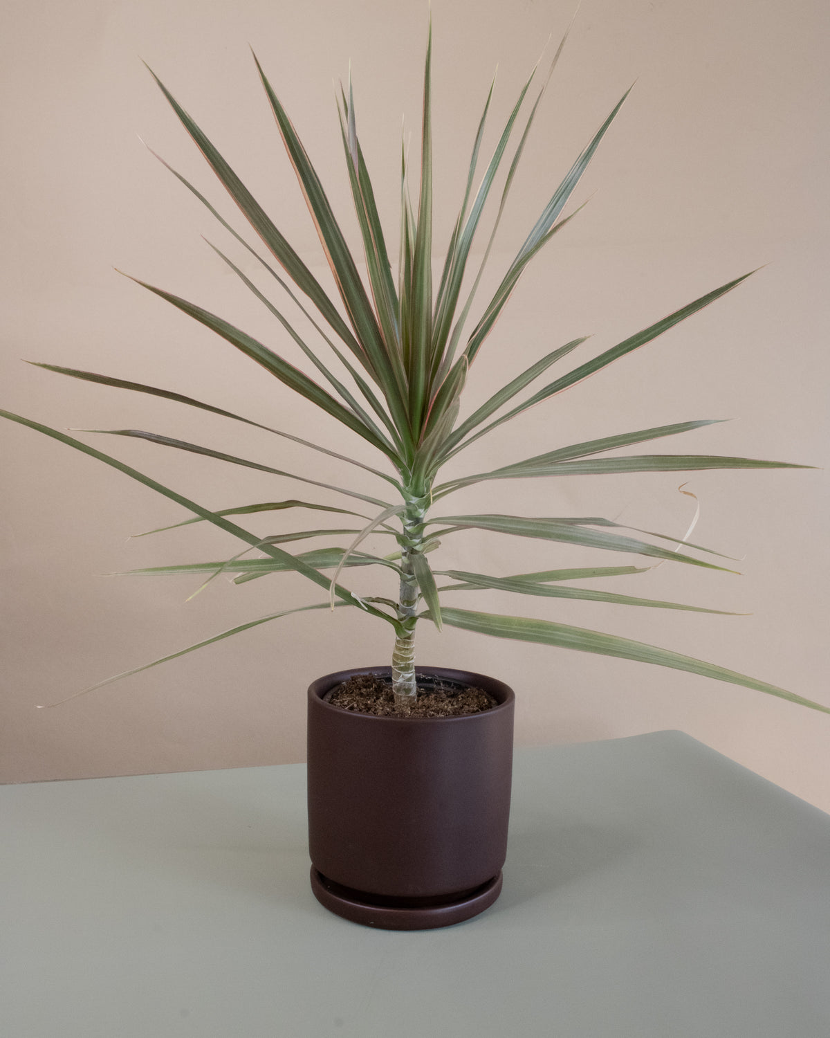 Dragon Tree (Dracaena marginata)