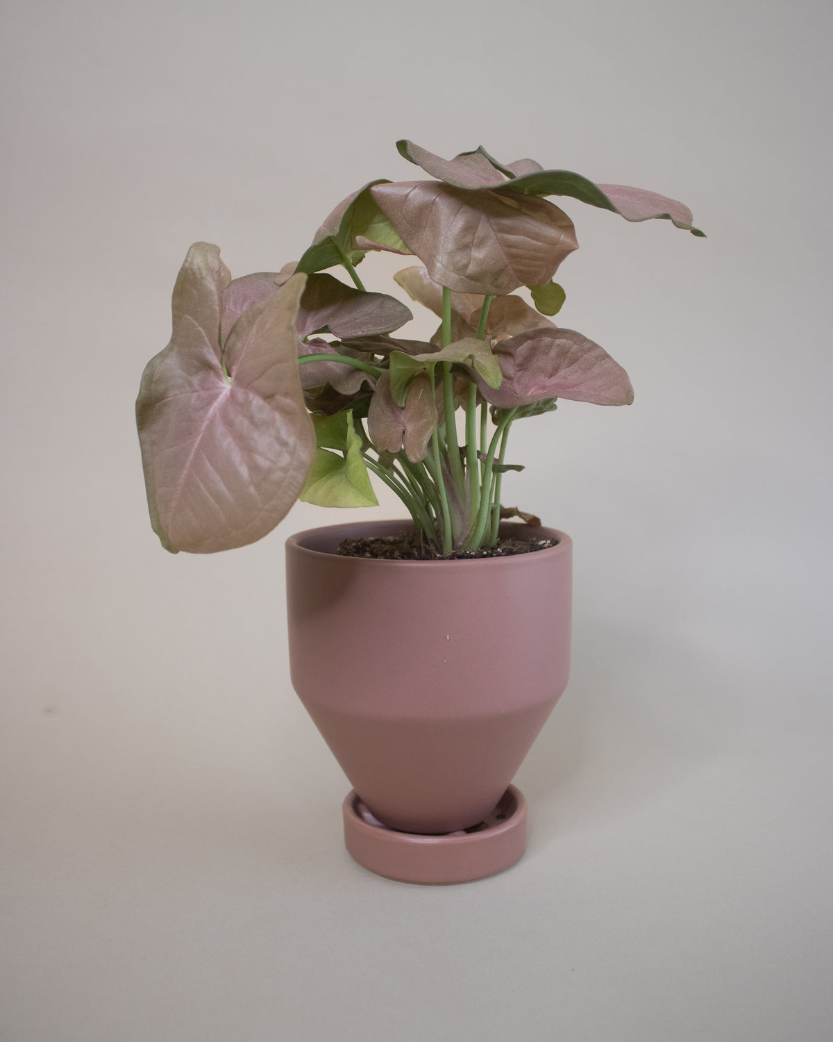 Momma Pots Tapered Cylinder - Dusty Rose