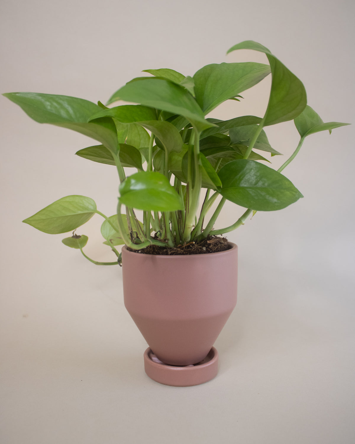 Air Purifying Plant