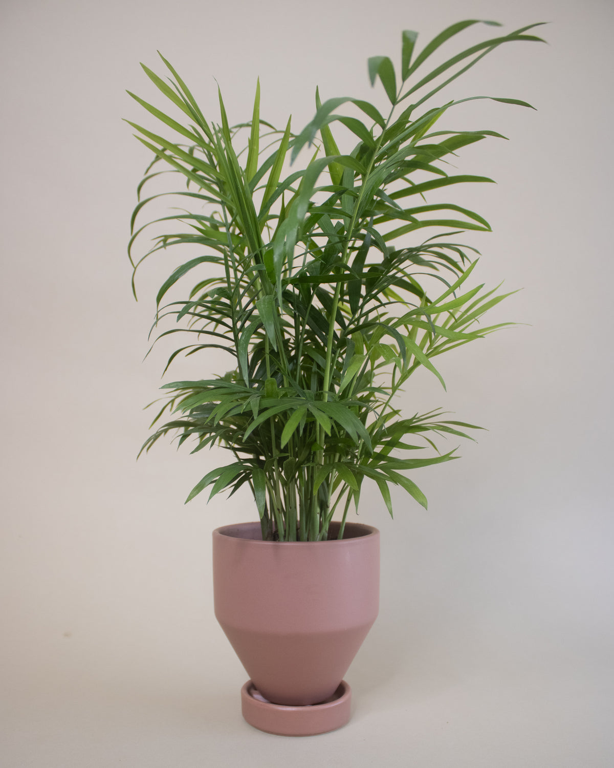 Air Purifying Plant