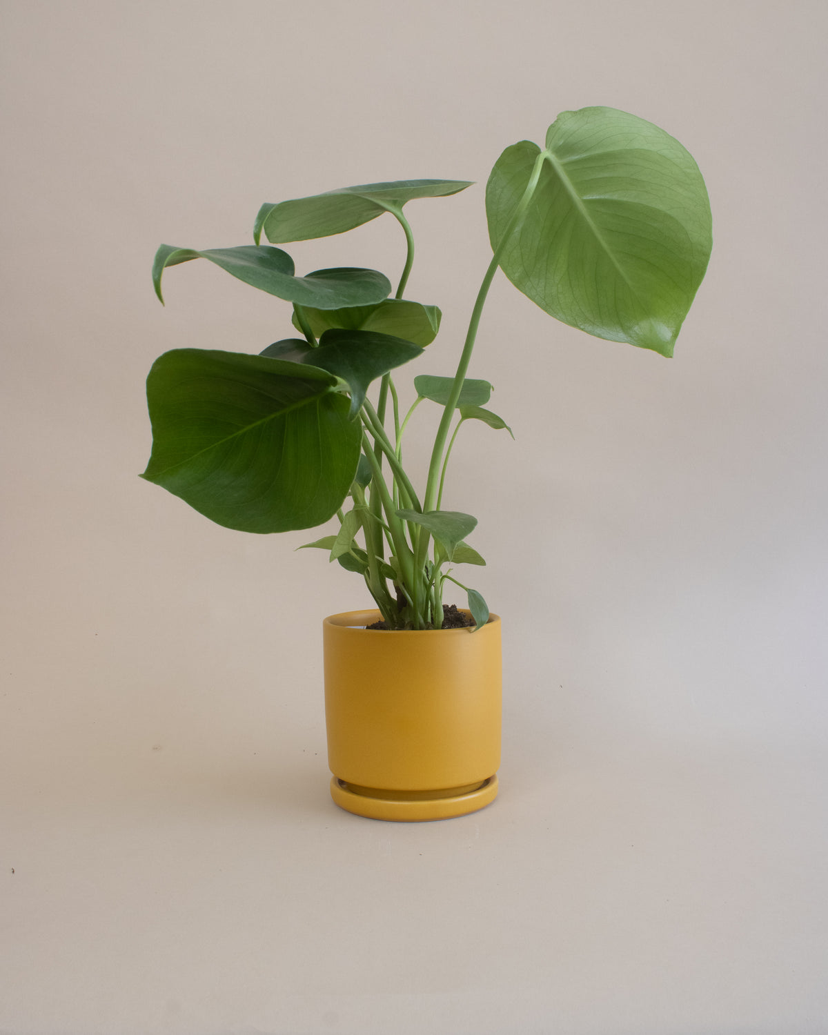 Swiss Cheese Plant (Monstera deliciosa)