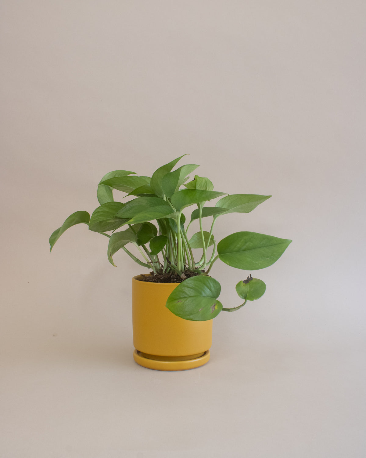 Air Purifying Plant