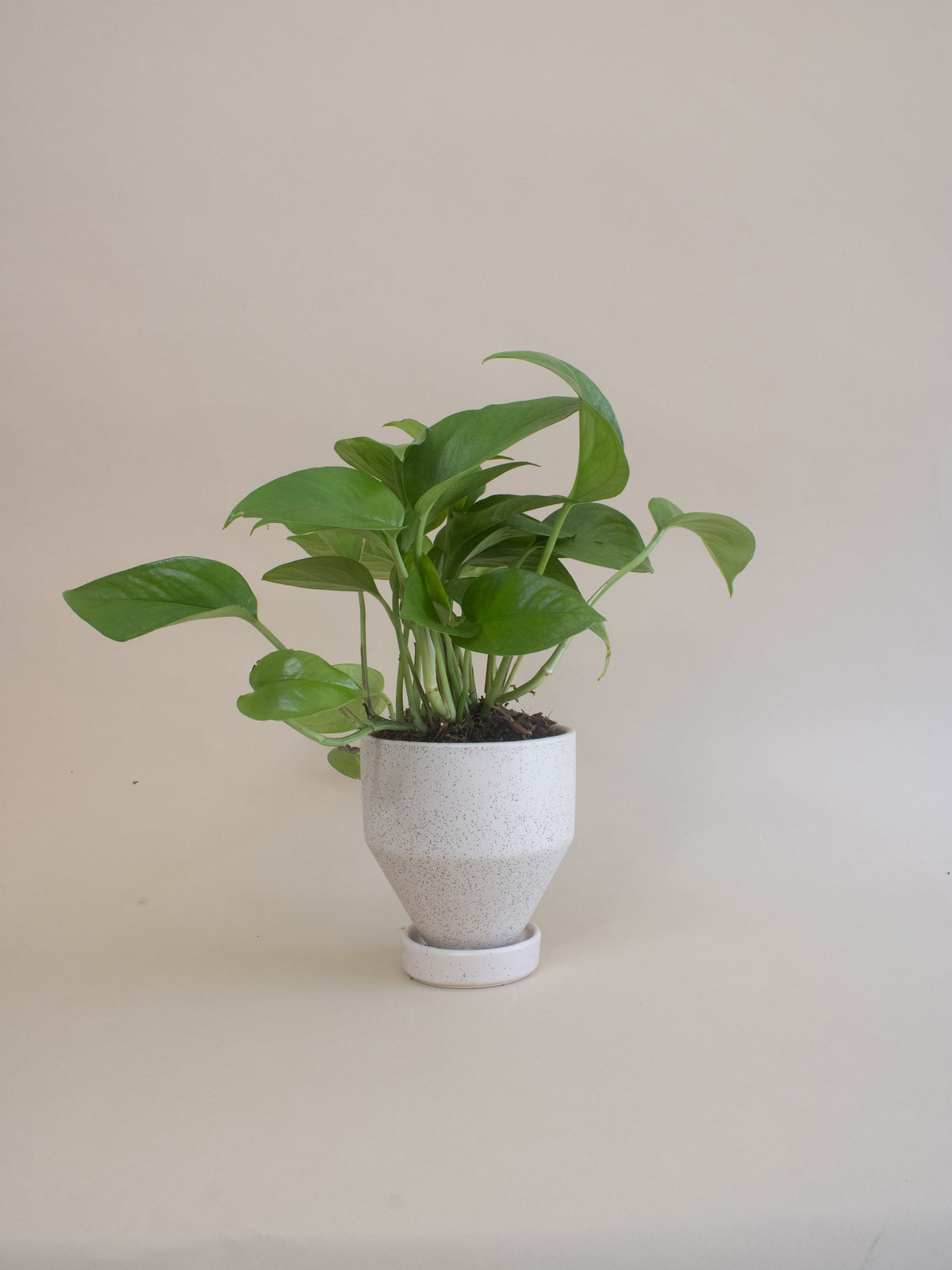 Air Purifying Plant