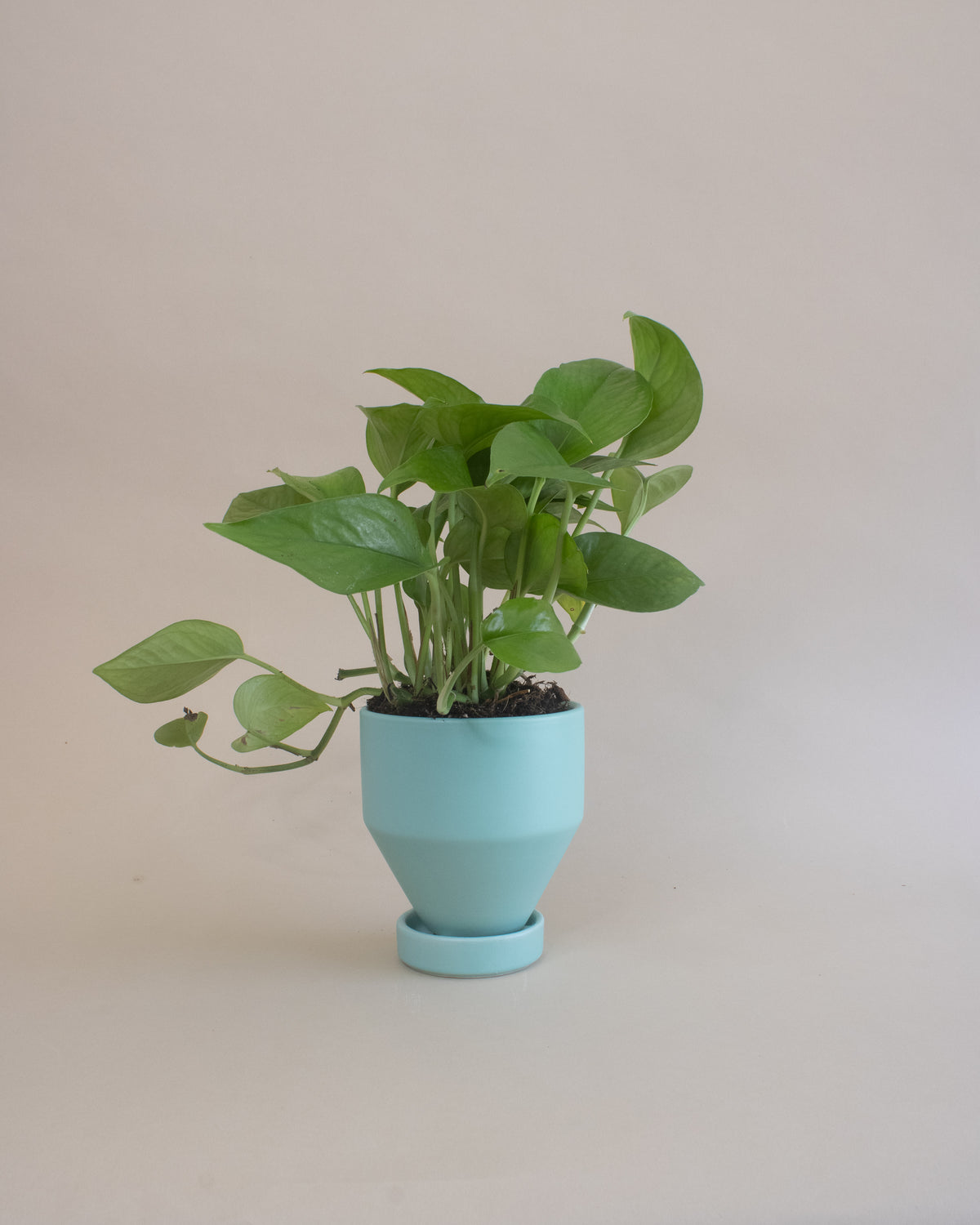 Air Purifying Plant