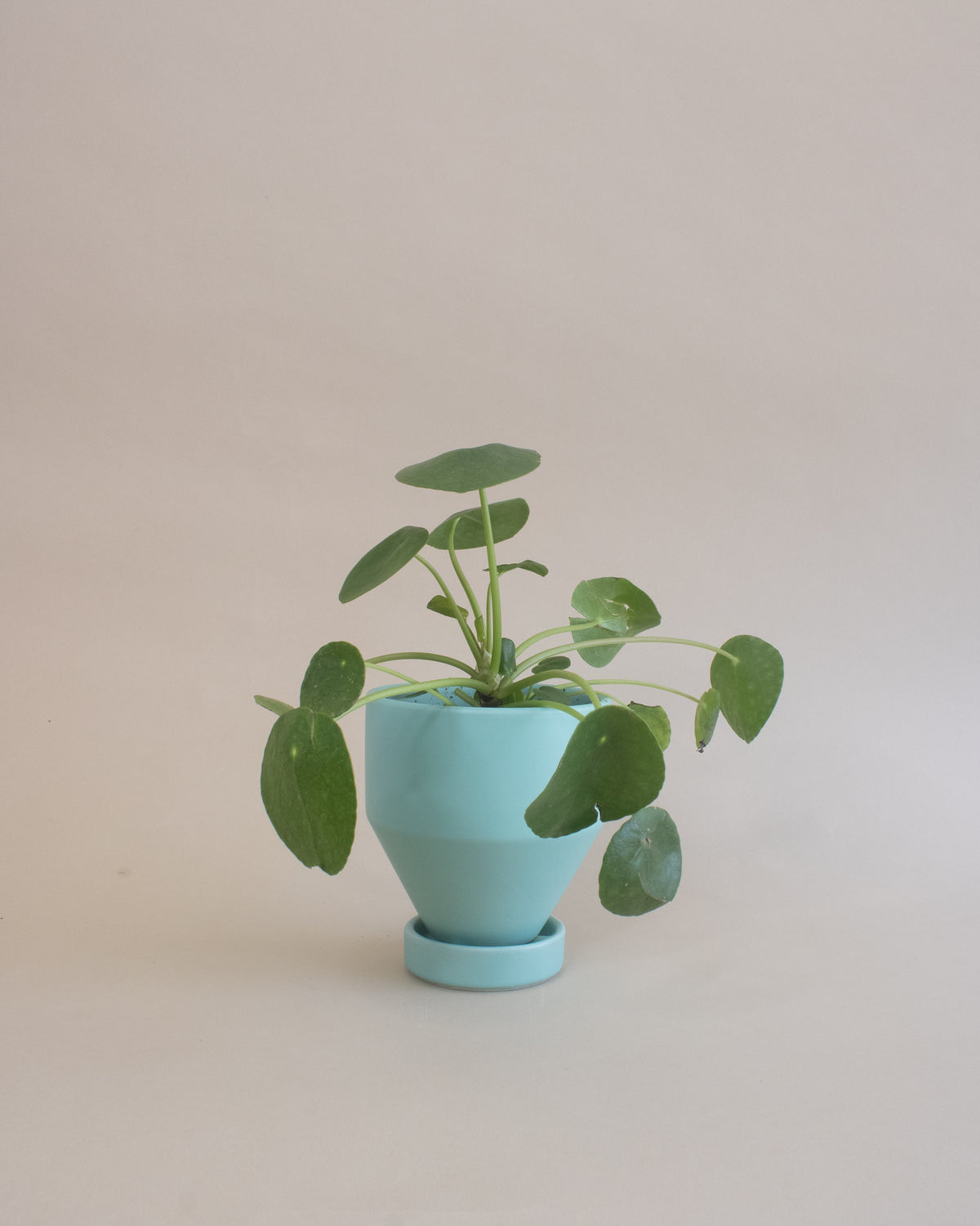 Friendship Plant (Pilea peperomioides)