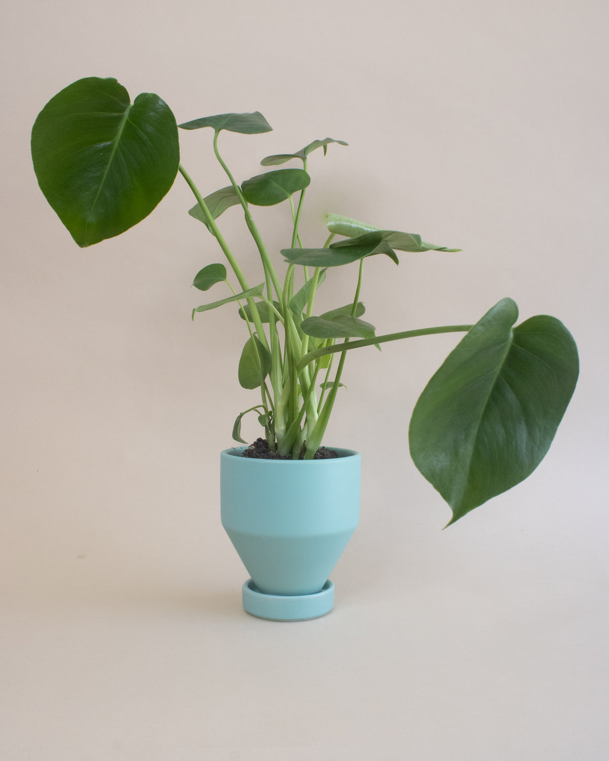 Swiss Cheese Plant (Monstera deliciosa)