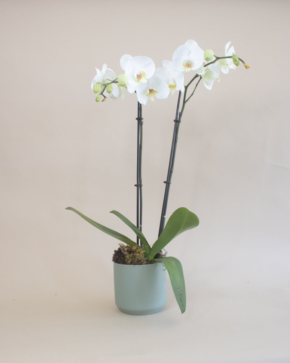 Orchid Arrangement