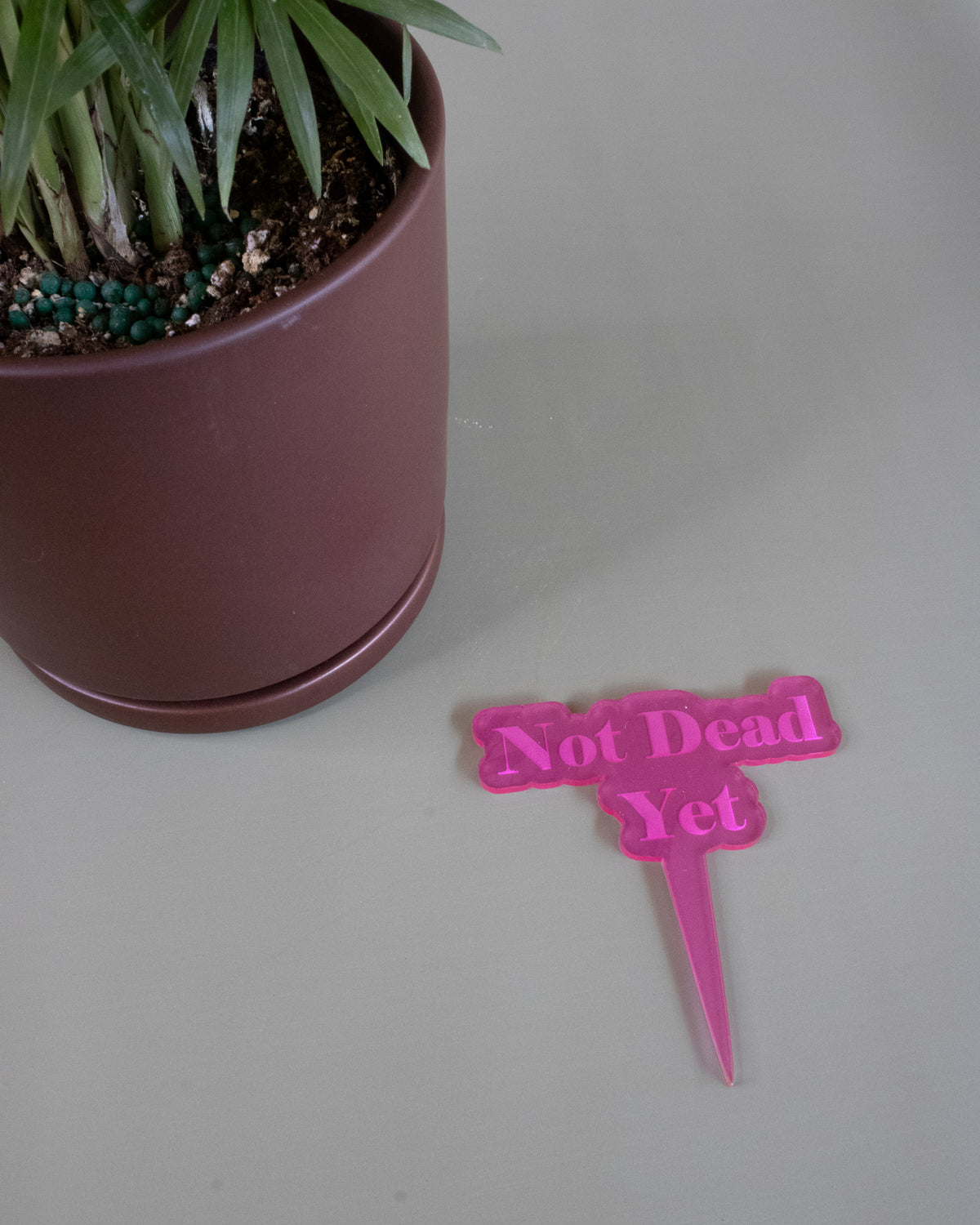 Not Dead Yet Plant Stake